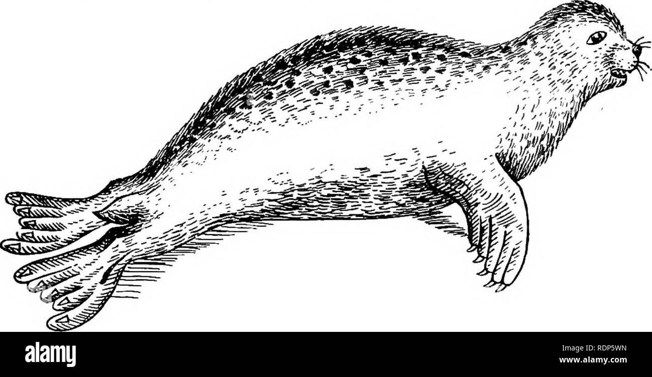 . Contorni di zoologia. Zoologia. PINNIPEDIA. 721 la nascita. Gli incisivi sono sempre meno di - ; non ci sono carnassials ; i denti posteriori hanno sottolineato le cuspidi, spesso inclinato leggermente all'indietro. Il cervello è di grandi dimensioni e ben contorti. Gli occhi sono grandi e importanti, con una cornea piatta. L'orecchio esterno è ridotto o assente. Il cieco è molto breve. I reni sono divisi in lobuli. Il mammse sono due o in numero di quattro e giacciono sull'addome. Famiglia Otariidae-eared o pelliccia-guarnizioni, collegamento di pinnipedi con il Fissipeds. La cerva-piedi può essere ruotato in avanti e utilizzate su terreni nel solito fashi Foto Stock