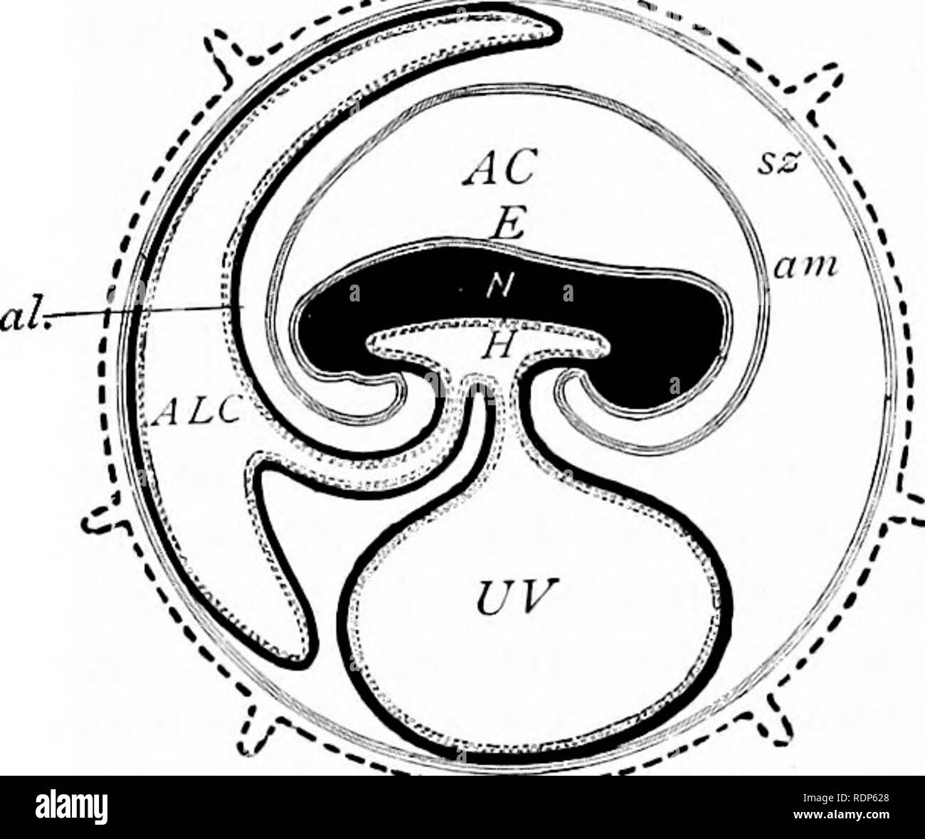 . Contorni di zoologia. Zoologia. Collegamento tra embrione e madre. 671 L'embrione, inarcamento sopra di esso per formare l'amnion. Oltre l'embrione le pieghe di amnion riunisce in una cupola, e l'interno, strati di doppia piegatura si uniscono per formare la "amnion corretto", mentre gli strati esterni anche unite a formare uno strato sdraiato internamente alla blastocisti epiblastic parete, e definita da Sir William Turner la membrana subzonal. Le pieghe di amnion sono continuato, come il diagramma mostra, ventralmente nonché dorsalmente, in modo che la membrana subzonal ,, circonda l'embrione ----'^.J-P sotto la blasto- . cisti Foto Stock