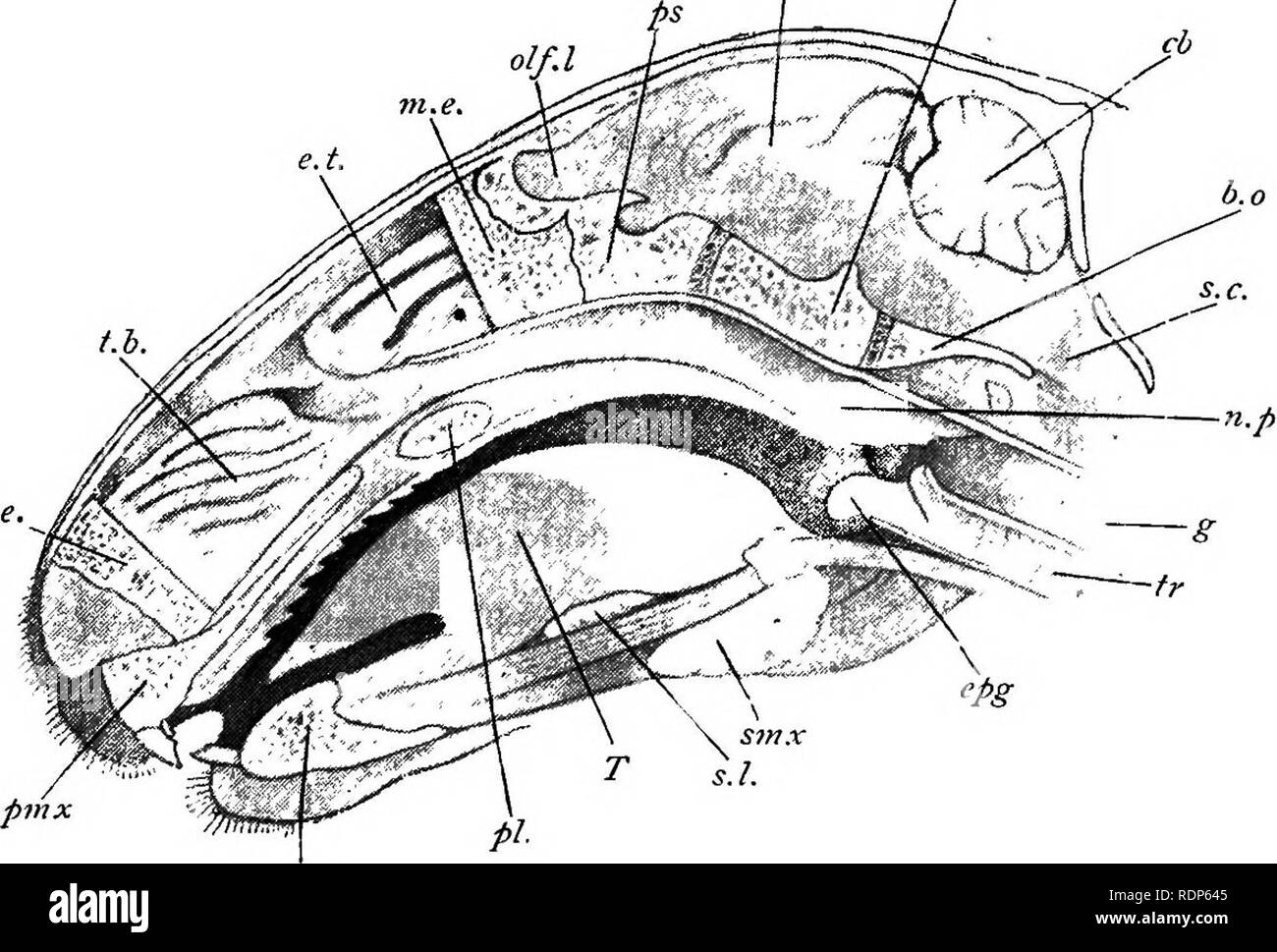 . Contorni di zoologia. Zoologia. RESPIRA TOR Y S YSTEM. 655 nervi, derivanti dalla quarta vertebra cervicale i nervi spinali. Mediante la sua contrazione del diaframma altera le dimensioni della cavità toracica e condivide quindi nel meccanismo della respirazione. Nella parte superiore della trachea si trova il complesso della laringe, sede della voce nei mammiferi,. Fig. 287.-sezione verticale attraverso il coniglio alla testa.-da una sezione con guida da Parker's "Zootomy" e Krause. ;".R., Premaxilla con denti incisivi ; m.e.t parte della partizione mesethmoid ; t.b., mascellare turbinals; e.t., ethmoidal turbinal; m.e., parte di mesethmoid; olf.L Foto Stock