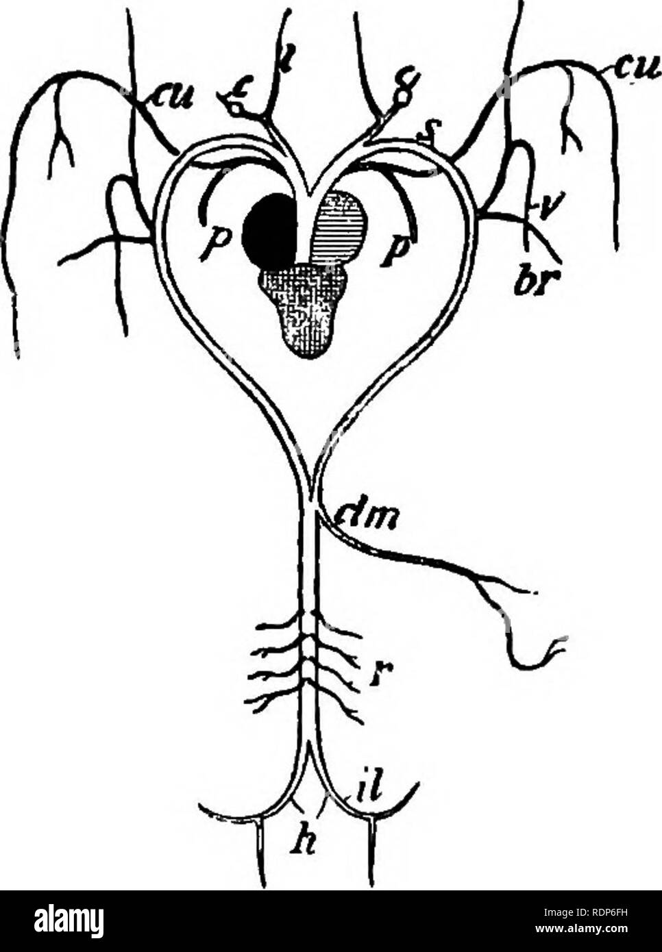 . Contorni di zoologia. Zoologia. Il sistema arterioso. 543 corrispondente alla seconda brachiale efferente del tadpole, dà off- l'arteria laringea alla laringe; esofagea all'esofago; la occipito vertebrali - per la testa e la colonna vertebrale ; la vena succlavia brachiale o alla ribalta-arto. Da sinistra arco aortico, appena come esso unisce con i suoi colleghi dell'altro lato per formare la dorsale aorta o da begin- ning della dorsale aorta, ci è dato via la coeliaco-mesenterici di stomaco e intestino, fegato e milza. Indietro ulteriormente l'aorta dorsale dà off- l'arte renale Foto Stock