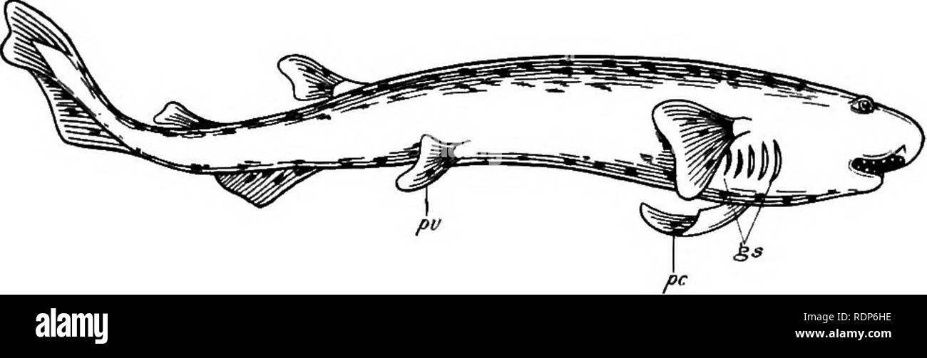 . Contorni di zoologia. Zoologia. HOLOCEPHALI. 5'7 corpo, un continuo pinna dorsale una simmetrica la coda e le pinne pettorali,'con una disposizione dei raggi simili a quella in biserial "archipterygium." Holocephali. Il Holocephali sono rappresentati da mare-gatto o Chimara dai mari del nord e Callorhynclnts da sud. Vi è una piega o opercolo che copre il gill-crepacci e lasciando solo un'apertura esterna. Fig. 220.-vista laterale del cane-pesce [Scyllium catulus). Nota bocca ventrale con naso-scanalatura buccale, heterocercal la coda e le pinne non accoppiate, gs.. Gill-fenditure; pc, pinne pettorali; p Foto Stock