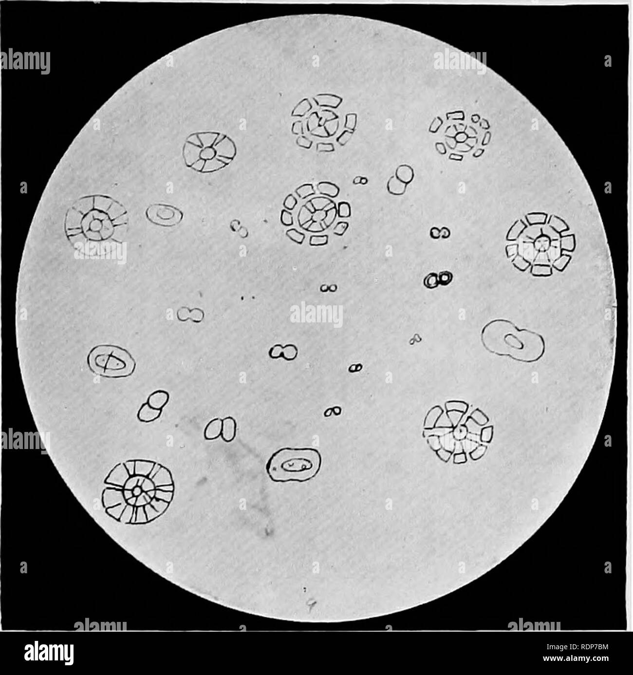 . L'origine della vita, la sua base fisica e definizione. Vita (biologia). IX. Ultima tappa di Radiobes. ® © oo cP s&GT; &LT;s? Rr., varie fasi di sviluppo del Radiobes, da (1) a (12). Per far fronte a pagina 112 (6).. Si prega di notare che queste immagini vengono estratte dalla pagina sottoposta a scansione di immagini che possono essere state migliorate digitalmente per la leggibilità - Colorazione e aspetto di queste illustrazioni potrebbero non perfettamente assomigliano al lavoro originale. Burke, John Benjamin Butler, 1873-. Londra, Chapman e Hall, Ltd. Foto Stock