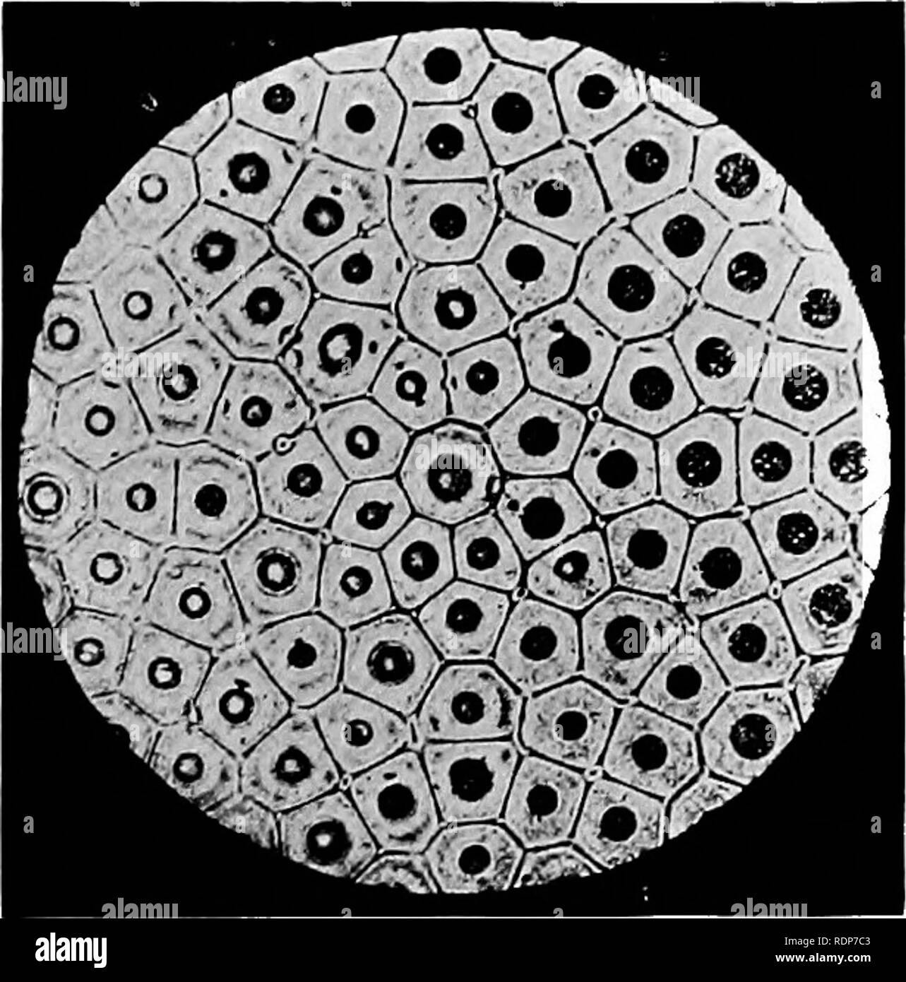 . L'origine della vita, la sua base fisica e definizione. Vita (biologia). Liquido artificiale cellule prodotte in una soluzione di cloruro di sodio, colorata con inchiostro di china in acqua distillata (Ledue).. Cellule artificiali prodotte l5y ferrocianuro di potassio e di gelatina (Leduc). [A faccia piige 104.. Si prega di notare che queste immagini vengono estratte dalla pagina sottoposta a scansione di immagini che possono essere state migliorate digitalmente per la leggibilità - Colorazione e aspetto di queste illustrazioni potrebbero non perfettamente assomigliano al lavoro originale. Burke, John Benjamin Butler, 1873-. Londra, Chapman e Hall, Ltd. Foto Stock
