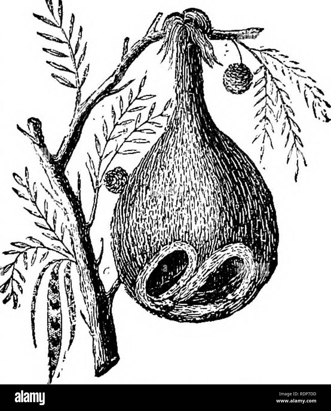 . La bee e formiche bianche, i loro costumi e le abitudini; con illustrazioni dell'istinto animale e di intelligence. Api; istinto; termiti. Nido OP IL BAYA. pupa, si colloca nella sua cella con la sua testa verso il basso e viene così reso necessario, quando arrivate in perfetto stato, di passare attraverso il pavimento in che direzione.*' 73. È soprattutto nel primo momento della loro vita che gli animali in generale sono deboli, teneri e indifesi e hanno bisogno di un riparo da atmosferica vicissitudini e protezione dagli attacchi dei loro nemici; e troviamo, di conseguenza, che proprio queste direzione Foto Stock