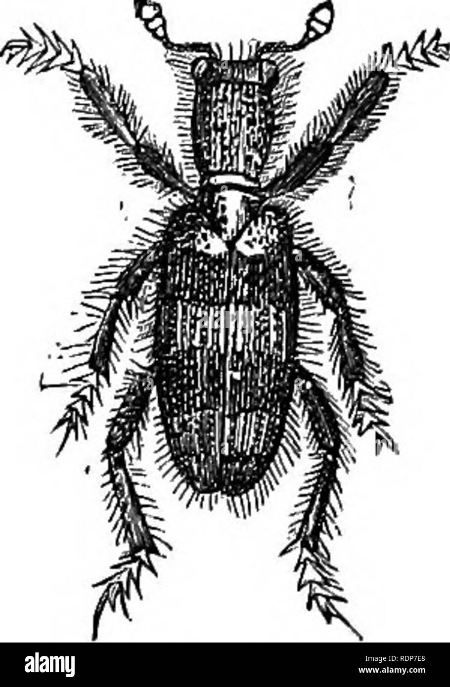 . Quinby è di nuovo l'apicoltura. I misteri di apicoltura spiegato. Combinando i risultati di cinquanta anni di esperienza con le più recenti scoperte e invenzioni e presentando i più metodi approvati, formante una guida completa per il successo di bee-cultura. Le api. Fig. 85. " Miele unG." Fig. 86. TMCHODES APIAKIUS. Solo; altri sembrano essere trovato solo in polvere sotto il cluster, mentre altri ancora vengono visualizzati per alimentare all'api, in particolare i giovani e api immature che vengono generate dai pettini. L'insetto foiind più fre- temente in polvere è un piccolo castano beetle, circa uno- Foto Stock