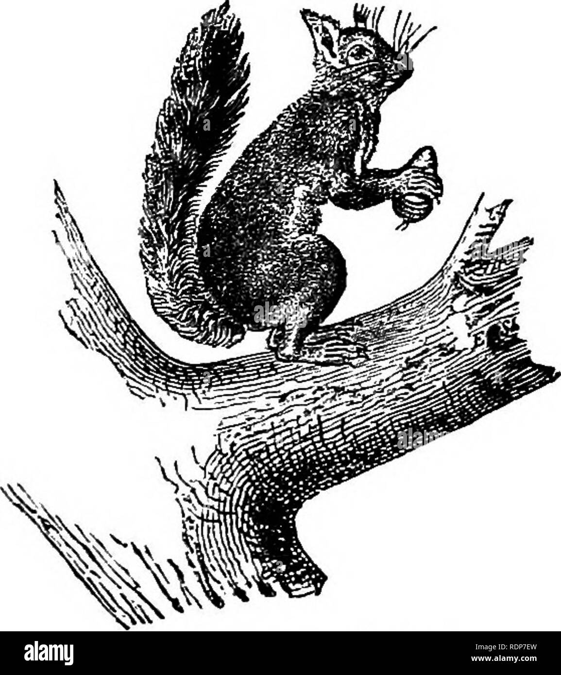 . La bee e formiche bianche, i loro costumi e le abitudini; con illustrazioni dell'istinto animale e di intelligence. Api; istinto; termiti. Ragni nidi. tirata fuori dal foro. Se tuttavia, come spesso accade, un insetto che ha la sfortuna di cadere dall'orlo del precipizio dovrebbe recuperare stesso e sfuggire le ganasce assassina del suo nemico riguadagnare il vertice, quest'ultimo inizia immediatamente a passi più sabbia, per cui non solo è il foro più profondo, ma i suoi fianchi sono resi più scoscese e i battenti insetto è spesso colpito dalle masse così proiettata, e portato nuovamente verso il basso per il b Foto Stock