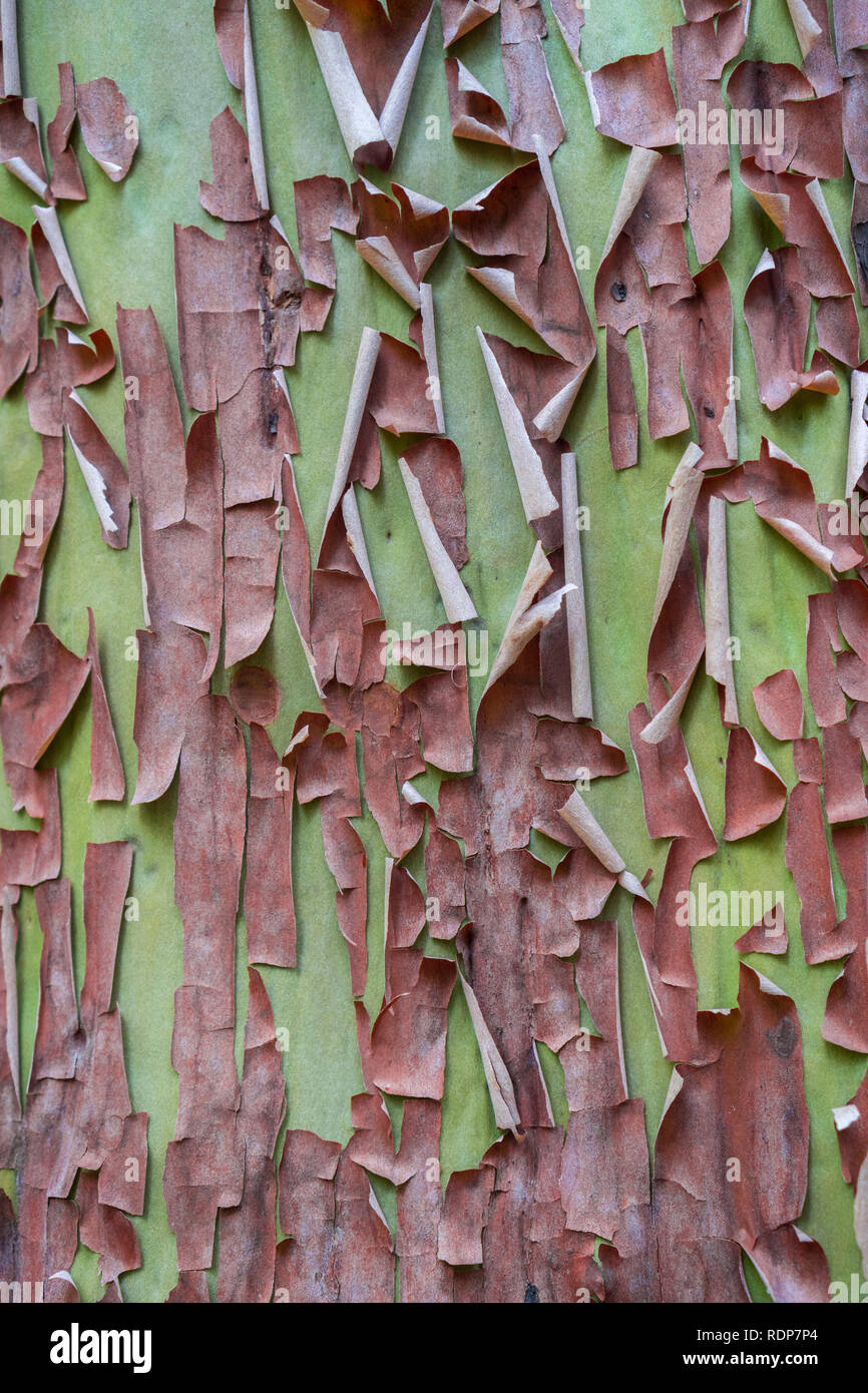 Close up Madrone tree (Arbutus menziesii) corteccia, California Foto Stock