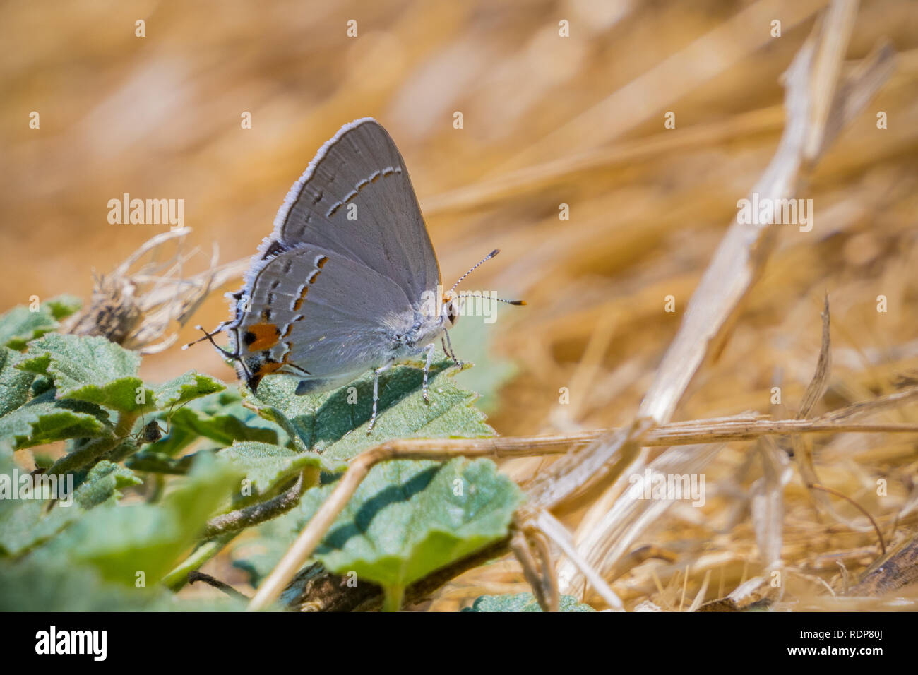 Close up Hairstreak grigio (Strymon melinus) farfalla, San Francisco Bay Area, California Foto Stock