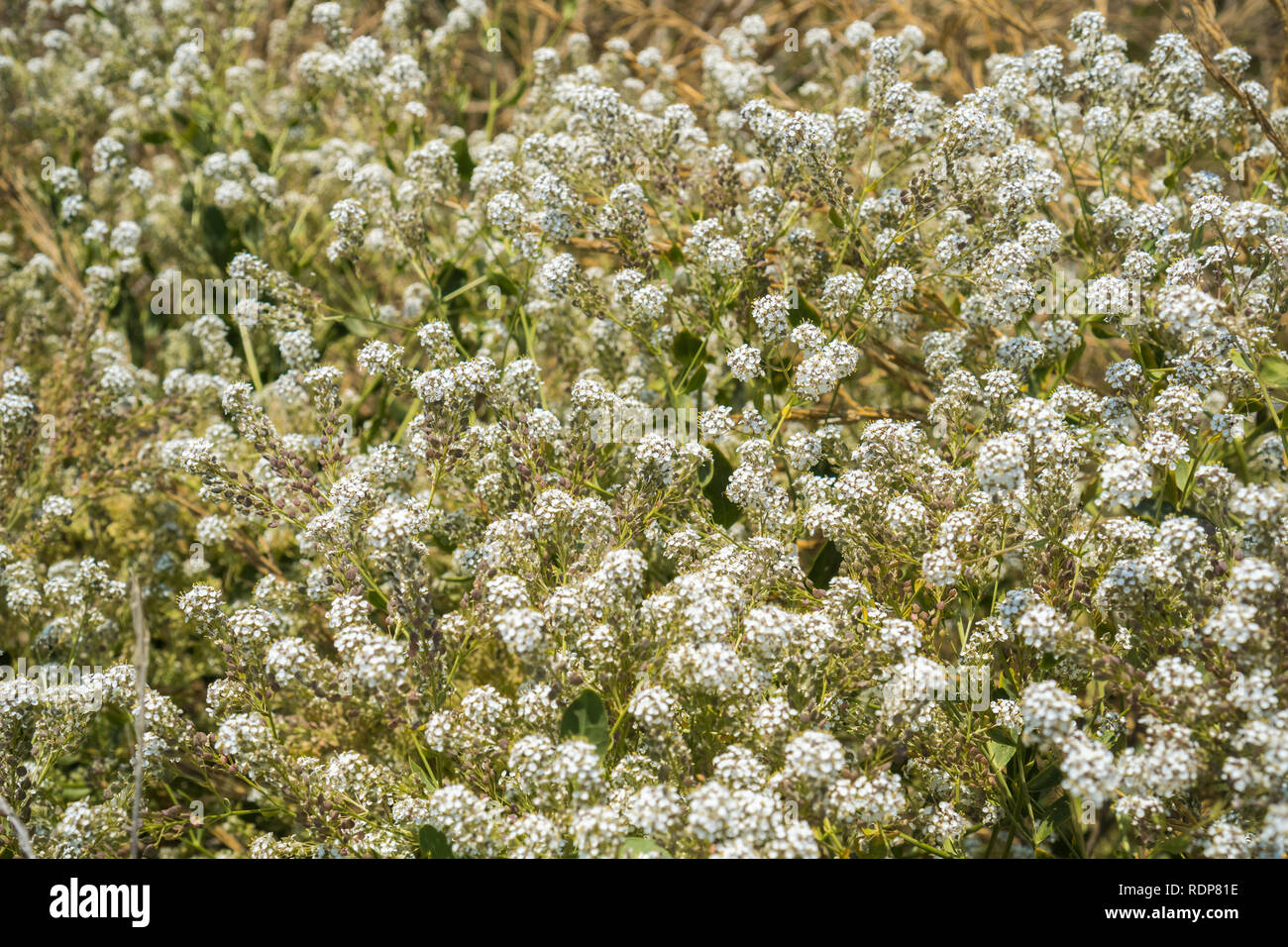 Ampia lasciava il pepe erba (Lepidium latifolium) fiori selvatici che crescono su il litorale del sud la baia di San Francisco, California; nativo per Europa e Asia Foto Stock