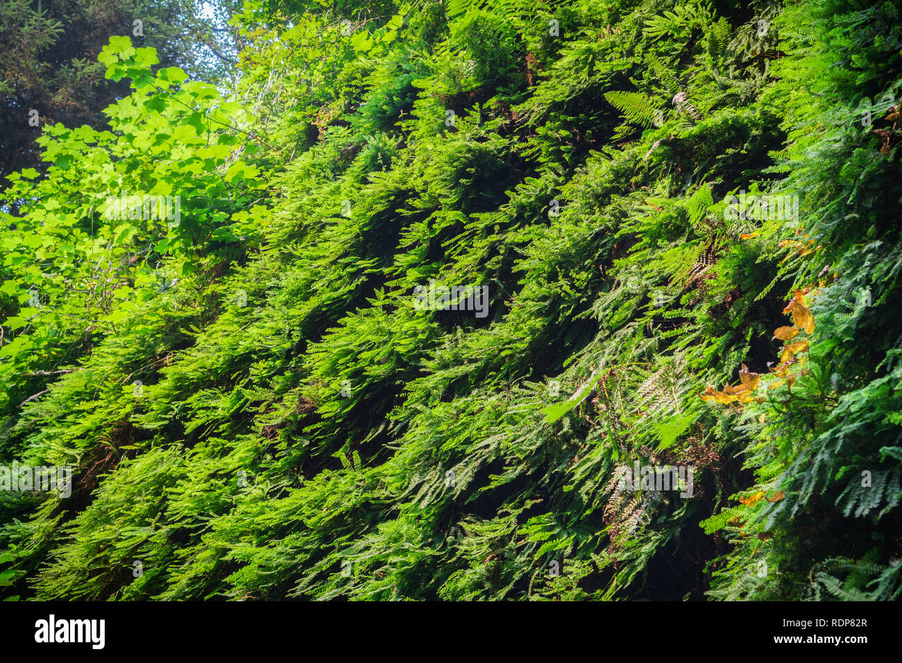 Canyon di pareti coperte in cinque dita di felci, Fern Canyon, Prairie Creek Redwoods State Park, California Foto Stock