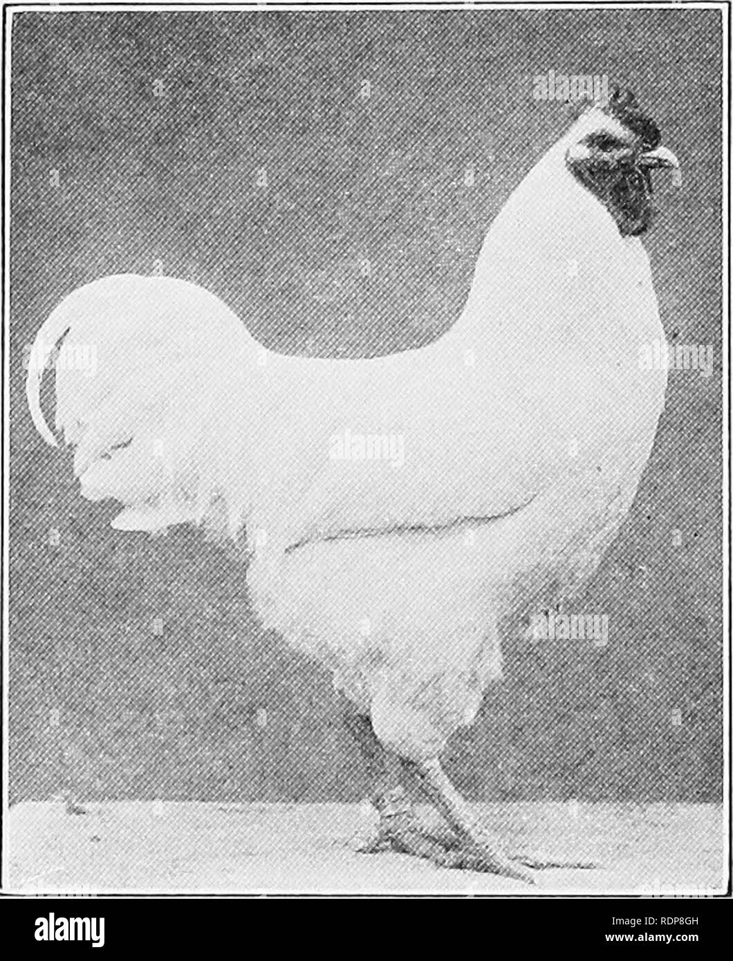 . Pratiche di produzione di pollame . Il pollame. 50 Pratico la produzione di pollame gregge da allevamento da un individuo non correlati, che però è della stessa razza e varietà. Questo è noto come outbreeding o outcrossing e di solito è fatto per rilanciare o introdurre un certo carattere o fattore come vigor, nel quale il gregge è carente. Incroci. Questa forma di allevamento si riferisce all'accoppiamento di due distinte razze o varietà. L'oggetto da incroci di solito è lo sforzo per produrre una nuova razza fissando una nuova combinazione o miscelazione di caratteri delle due razze originali. Somet Foto Stock