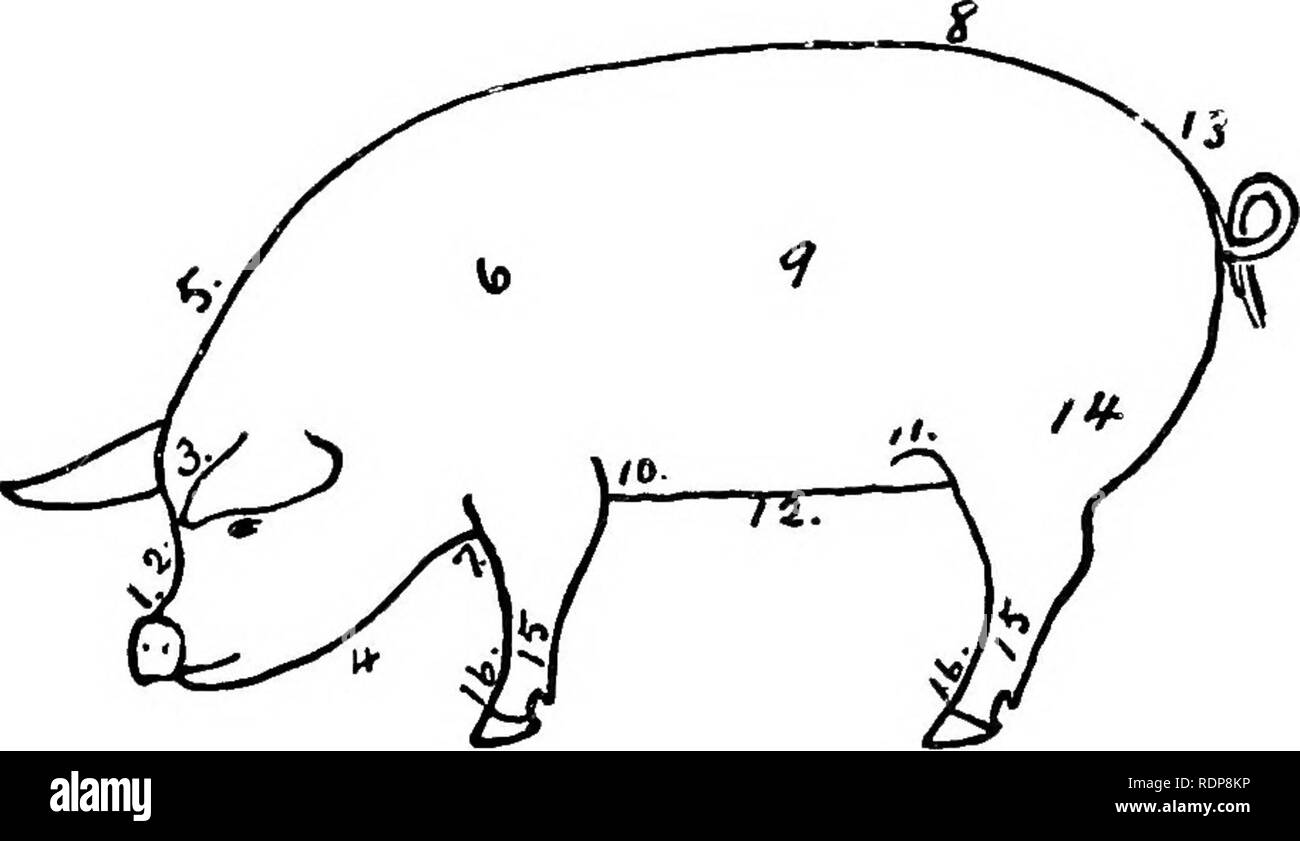 . Produttivo allevamento di suini. Suina. 16 dencites introduttiva troppo grasso in proijortion per appoggiarsi a. Vi è una marcata differenza tra la qualità di manipolazione di un finito di pancetta di maiale e un finisheil lardo di maiale, ex l&GT;eijig molto più rigorosa al tatto. Il tipo di pancetta di maiale è osso più pesante rispetto al grasso o lardo tipo, ma molto grossolana, puffy cercando osso denota una scarsa qualità della carne ed è spesso associata con una scarsa alimentazione di qualità. Sebbene l'osso è abbastanza pesante, le gambe dovrebbe presentare un clean-cut aspetto.. Fig. 6. Diagramma che mostra la posizione dei punti della hog. 1, muso; 2, faccia; 3, Foto Stock