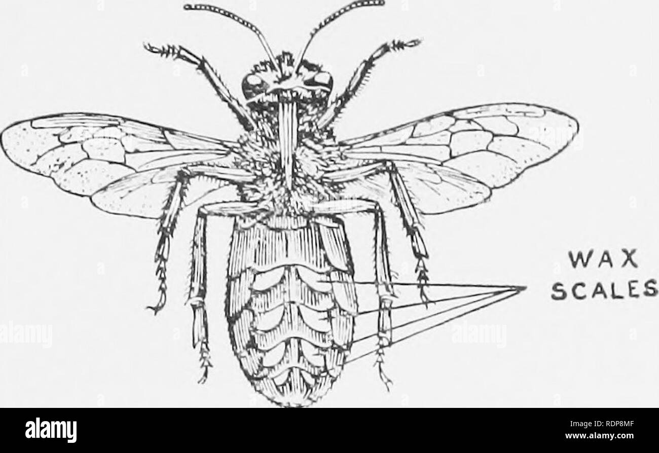 Raccolte Di Volantini Su Apicoltura Le Api Maiale 1 Disegno Di Ape Operaia Cera Showidg Scale