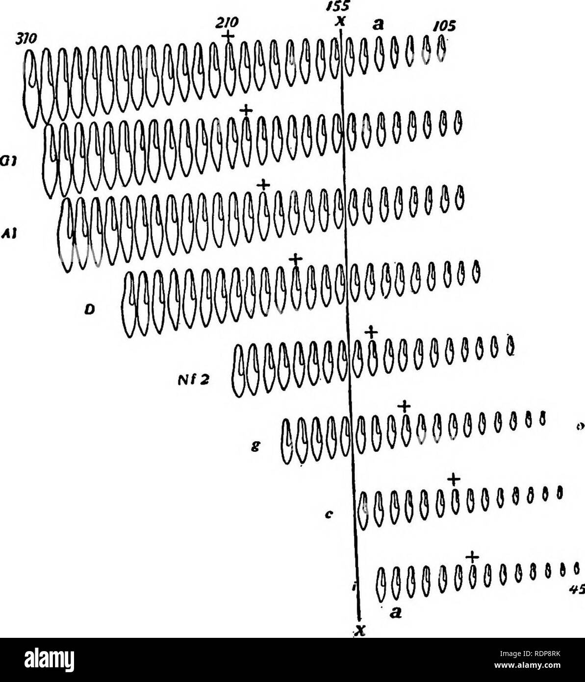 . Il meccanismo di ereditarietà Mendeliana. La legge di Mendel; eredità; cromosomi. 284 eredità nel protozoi analogamente in riproduzione asessuale attraverso le gemme, stoloni, tuberi e talee, i nuovi impianti di ereditare il complesso dei genitori, e razza vero come avrebbero fatto se fossero rimasti una parte dell'originale. ()068M" della Fig. 65.-diagramma che mostra la variazione in 8 linee pure di Paramoecium. (Dopo Jennings.) impianto. Qui di nuovo se plastidio eredità appare, è considerato come un tipo speciale di eredità che comporta un meccanismo diverso da quello degli uomini- delian eredità.. Si prega di notare che questi im Foto Stock