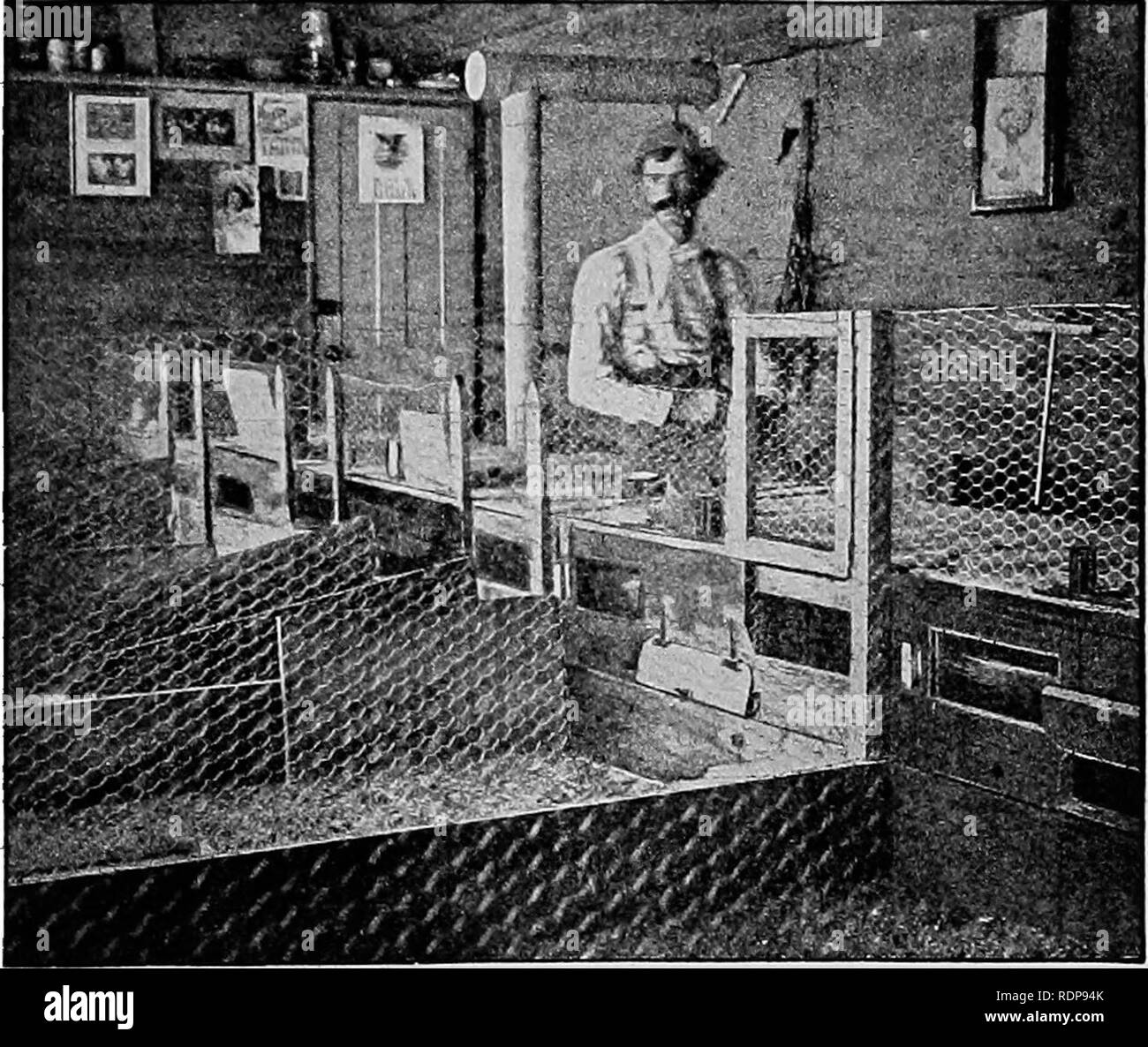 . Il pollame di alimentazione e di ingrasso, inclusa la preparazione per il mercato, particolari metodi di finitura, come quella praticata dagli americani e da esperti stranieri, manipolazione di polli da carne, capponi, uccelli acquatici, ecc. ... Il pollame. lillOIhEK KAISING 33 polli da carne o venduti per essere sollevata 1067. Ho hatch purosangue stock, come tale a vendere più facilmente. Ho venduto diverse centinaia a quindici, al settimo-cinque centesimi ogni secondo per dimensioni ed età, per essere sollevata. Coloro che hanno raggiunto i polli da carne in modo da vestire uno e mezzo di sterline ha portato a tutta la- vendita $1.20 per coppia e $1,50 al commercio privato. "La parte più delicata di questo business è a rai Foto Stock