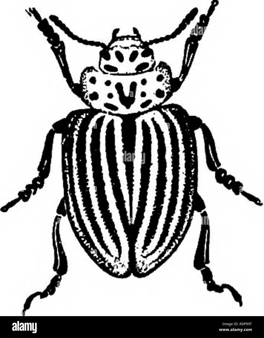 . Il meccanismo di ereditarietà Mendeliana. La legge di Mendel; eredità; cromosomi. :^^Sk Fig. 20.-Leptinotarsa signaticoUis (sopra), e L. undecimlineata (sotto), con la loro piena cresciuto (S) e secondo stadio (C) larve che il diritto di ciascuno di essi. (Dopo la torre.) Fare peculiarità regionali influenza dei caratteri, ma le regioni speciali sono solitamente richiesti per un dato fattore differenza di manifestarsi, così come talune tempera- tures o età può essere necessario. Così quando abbiamo. Si prega di notare che queste immagini vengono estratte dalla pagina sottoposta a scansione di immagini che possono essere state migliorate digitalmente per la leggibilità - colorazione e ap Foto Stock