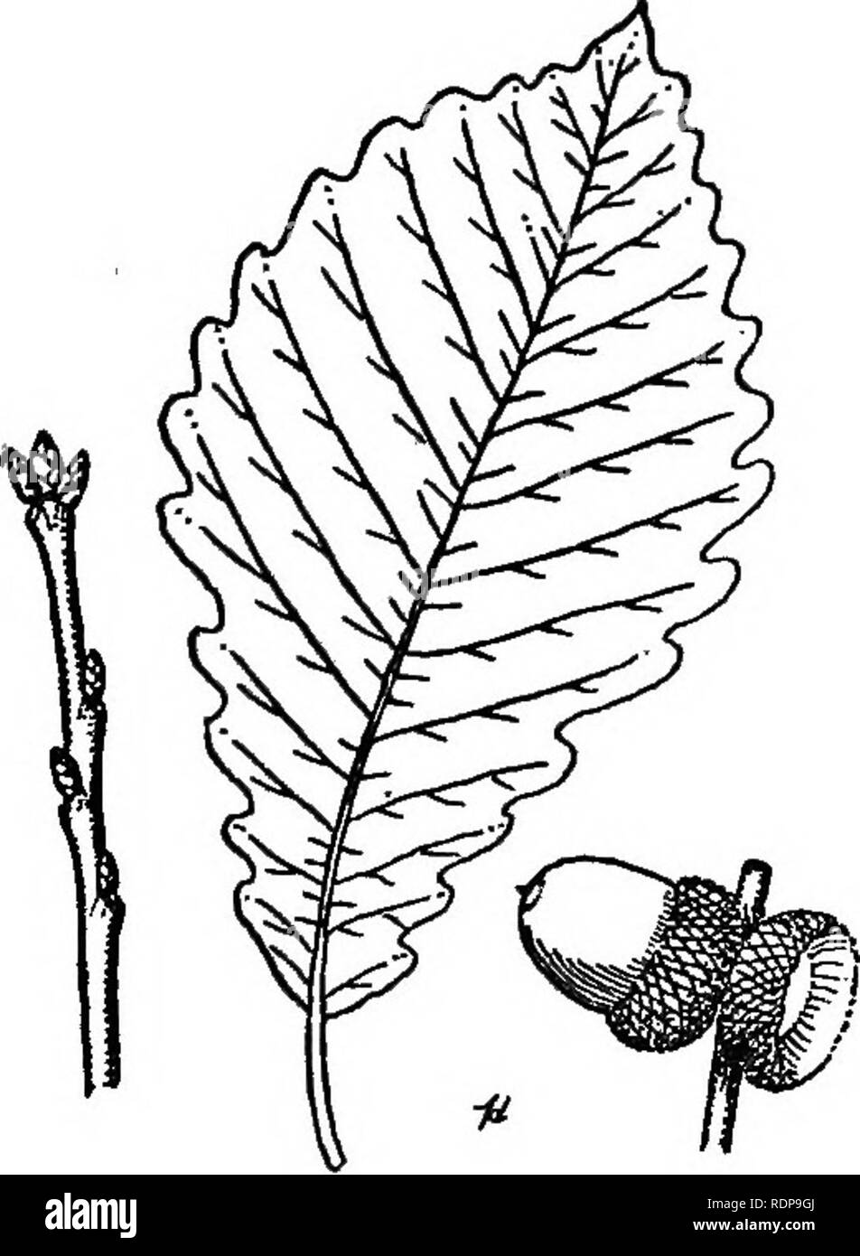 . Comune di alberi della foresta del North Carolina. Come li conoscono. Una tasca manuale. Alberi; le foreste e la silvicoltura. Palude di rovere castagno (cestello, di quercia o di rovere di vacca) (Quercus prinus L., ex D. michauxii Nutt.) Questo albero avviene nella sua più grande abbondanza in bottomlands della parte orientale dello stato e si trova scarsamente in altre sezioni, al di fuori delle montagne. L'aspetto della corteccia e dei suoi rami si avvicina al normale quercia bianca, ma possono essere distinti per mezzo della foglia e acorn. L'albero raggiunge altezze di circa 100 piedi e diametri di circa 4 piedi. Le foglie sono ovali, Foto Stock