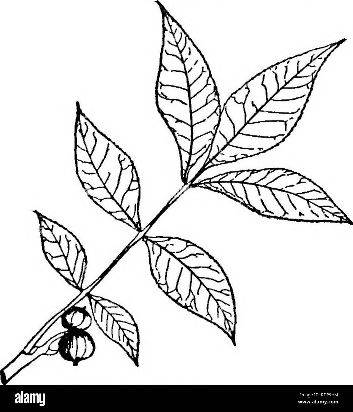 alberi singoli della foresta