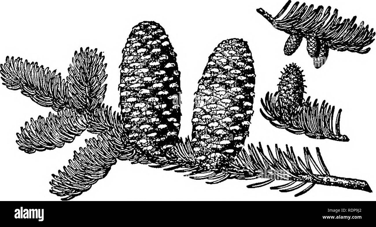 . Comune di alberi della foresta del North Carolina. Come li conoscono. Una tasca manuale. Alberi; le foreste e la silvicoltura. Balsamo meridionale (Southern Balsam Fir) (AMps fraseri Poir.) southern balsamo, noto anche come balsamo di montagna, Fraser fir, e localmente come lei-Balsamo, si trova sulle nostre montagne più alte, di solito associati con abete rosso, da cui si può facilmente essere dis- tinguished dai suoi coni e foglie. Si preferisce umido, freschi versanti ad altitudini di 4000 a 6.700 piedi. Essa è un albero di medie dimensioni, da 40 a 70 piedi alto e 1 a. Balsamo meridionale di metà dimensione naturale. Da Sargent's "Manuale degli alberi Foto Stock