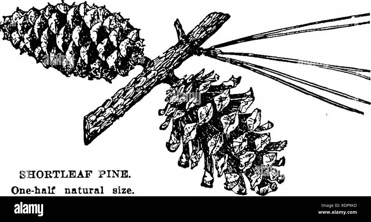 . Comune di alberi della foresta del North Carolina. Come li conoscono. Una tasca manuale. Alberi; le foreste e la silvicoltura. !G^-s ^-#4fe.&lt;3^-s ^-^^^js^-^ ^-m--^!^^^ PINO SHORTLEAF (rosmarino pine (Pinus echinata Mill.) il pino shortleaf, noto anche come rosmarino, pino giallo e pino vecchio-fleld pino, è ampiamente distribuito in tutto il sud. È il char- acteristic pine oltre la montagna e la inferiore- moun tain piste, dove accade miscelati con legni pregiati e in puro secondo il tasso di crescita è. Il giovane albero all'aperto ha un dritto e un po' stout stelo. Pino SHOETLHAF. Una metà dimensione naturale. Da Sargen Foto Stock