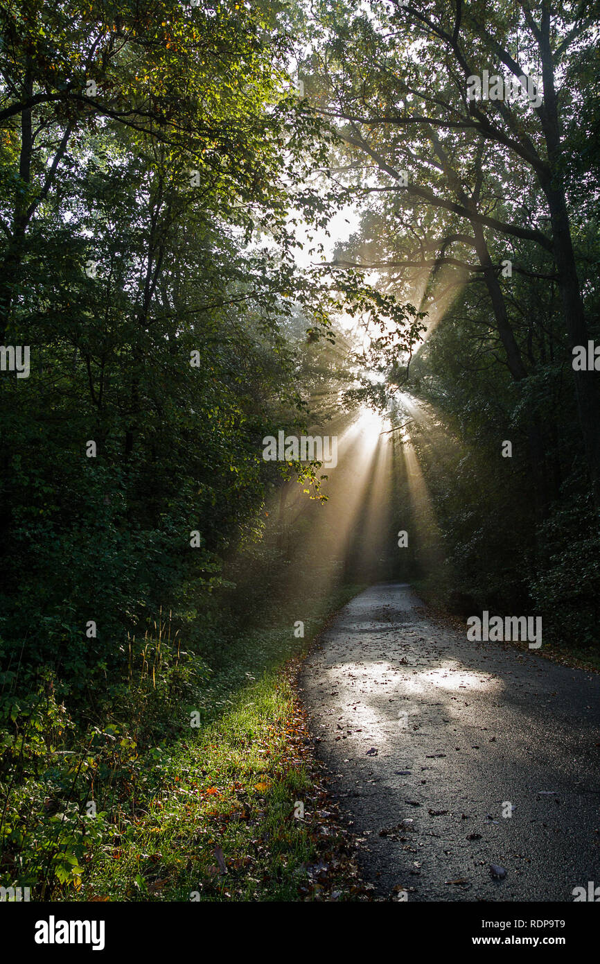 Il sentiero illuminato dal sole Foto Stock