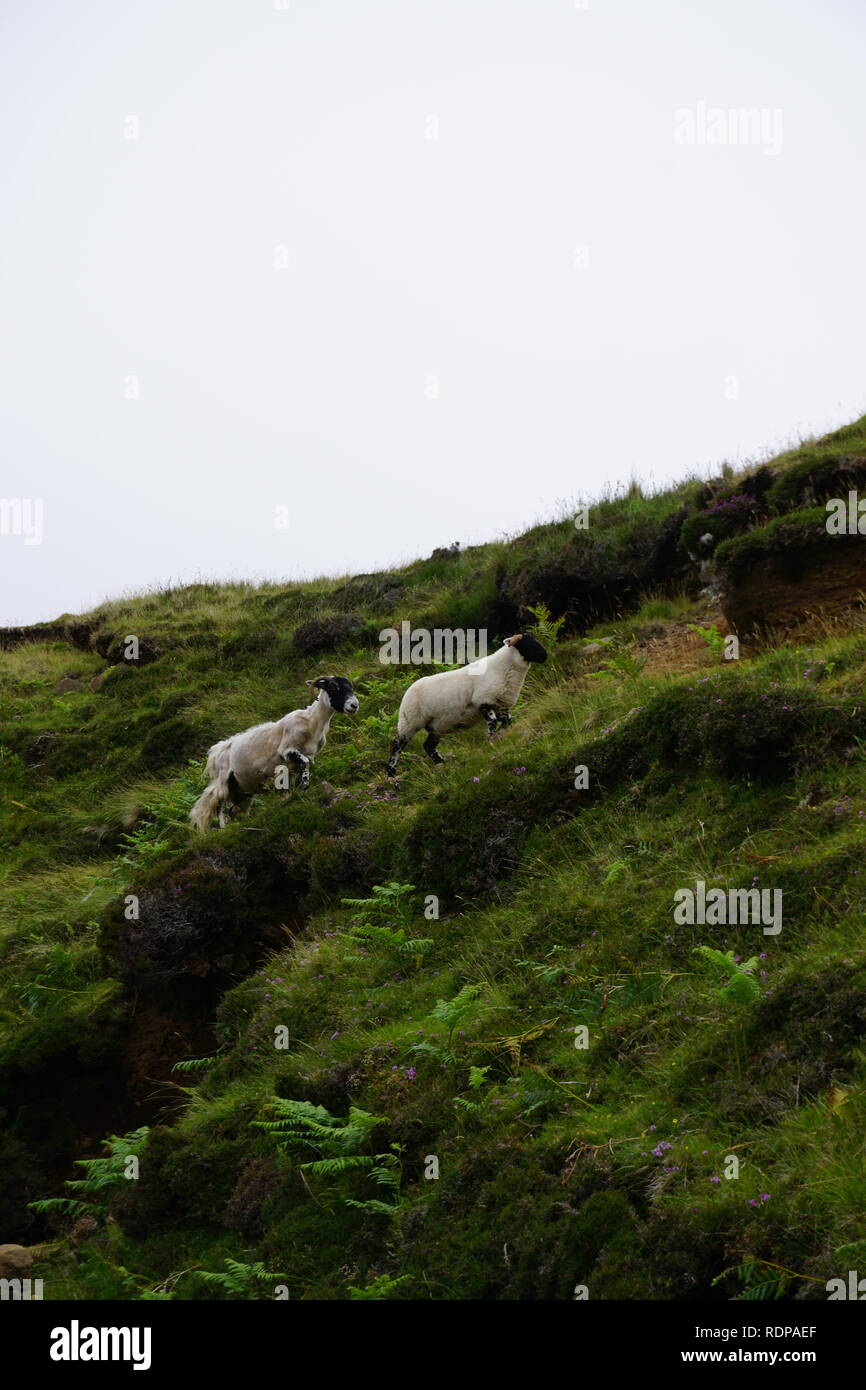 Le pecore selvatiche nelle Highlands scozzesi Foto Stock
