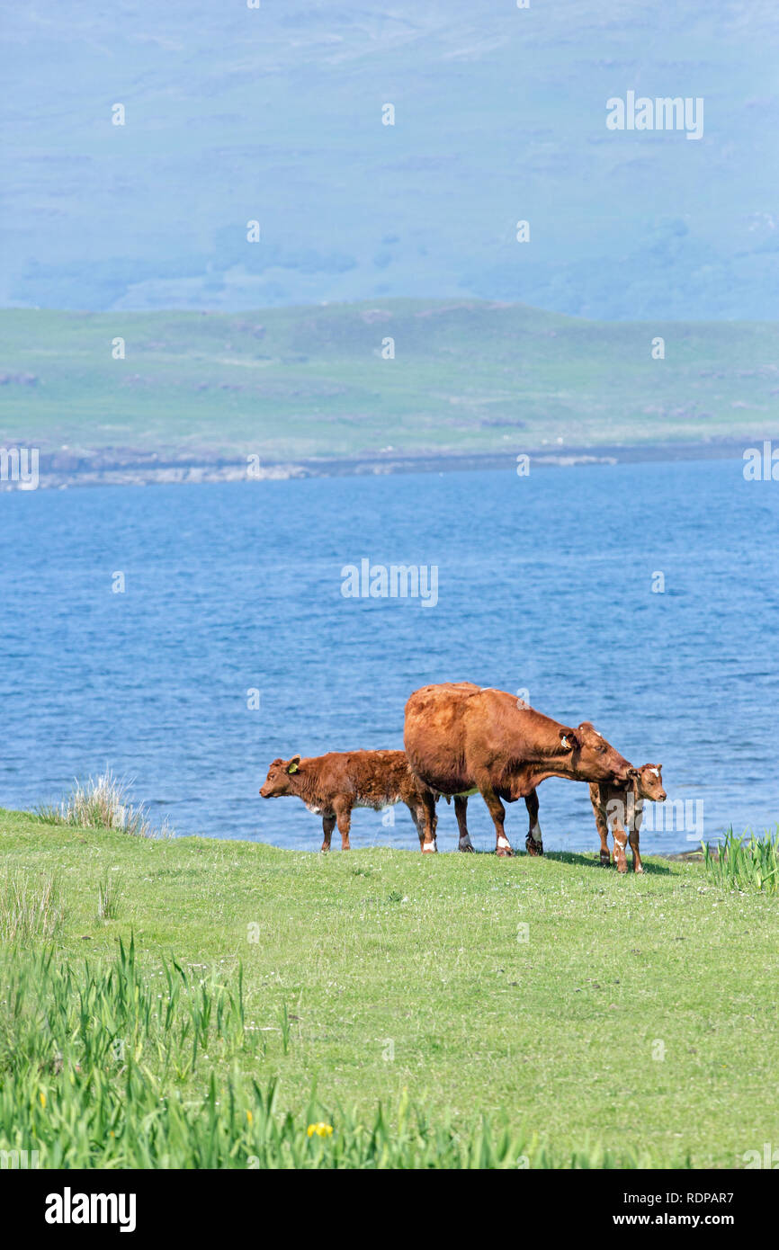 Vacca e due vitelli. Croce Shorthorn Limousin. La produzione di carni bovine. Erba disponibile per il pascolo molto dell'anno, a causa di influenza della Corrente del Golfo sulla west c Foto Stock