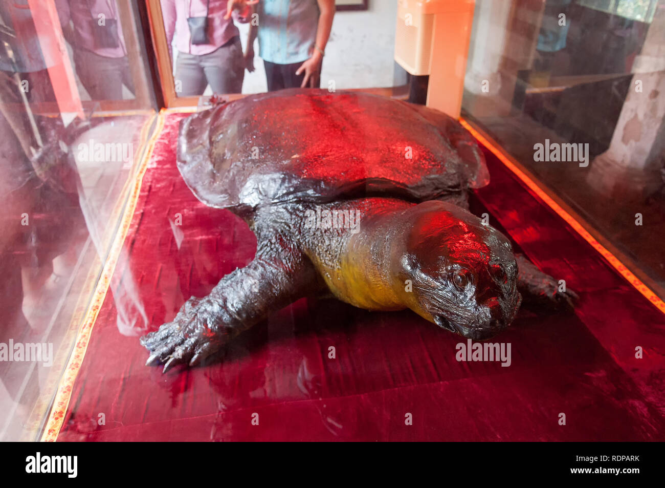 Conserve Hoàn Kiếm tartaruga gigante (Rafetus leloii) in una grande scatola di vetro a Ngoc Son Temple, Hanoi, Vietnam Foto Stock