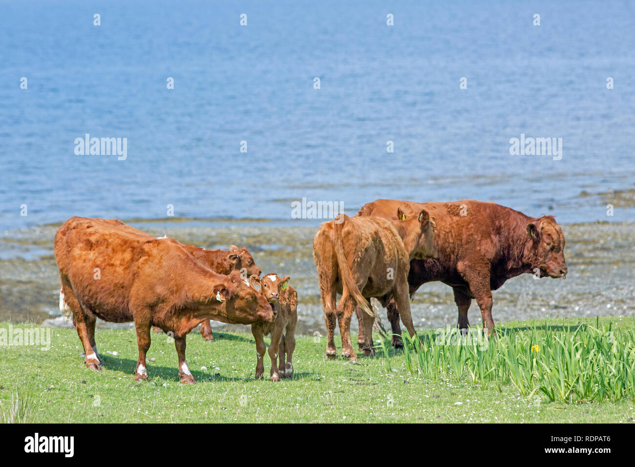Croce Shorthorn Limousin bestiame. Bull a destra. Vacche nutrici. La produzione di carni bovine. Erba disponibile per il pascolo molto dell'anno, dovuta al riscaldamento influenza della Corrente del Golfo lungo la costa occidentale della Scozia.​ Foto Stock