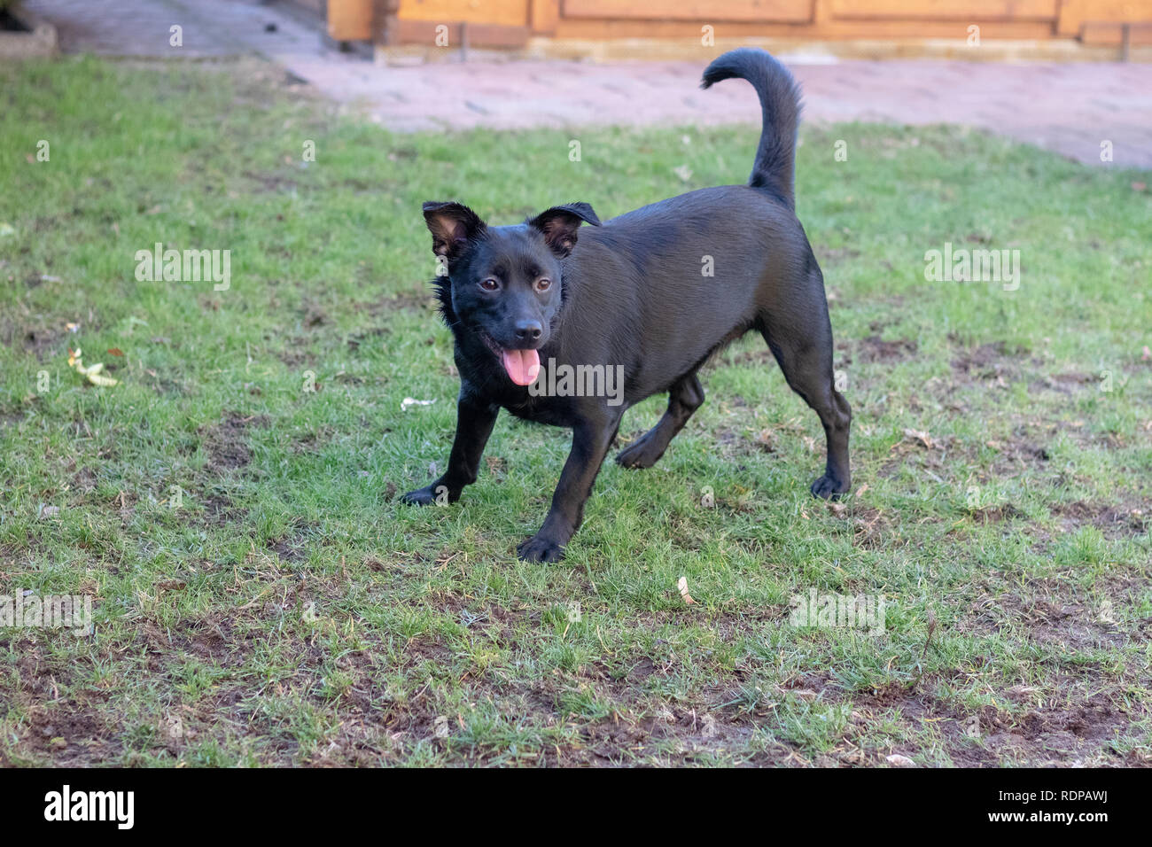 Nero bellissimo cucciolo di cane in inverno Foto Stock
