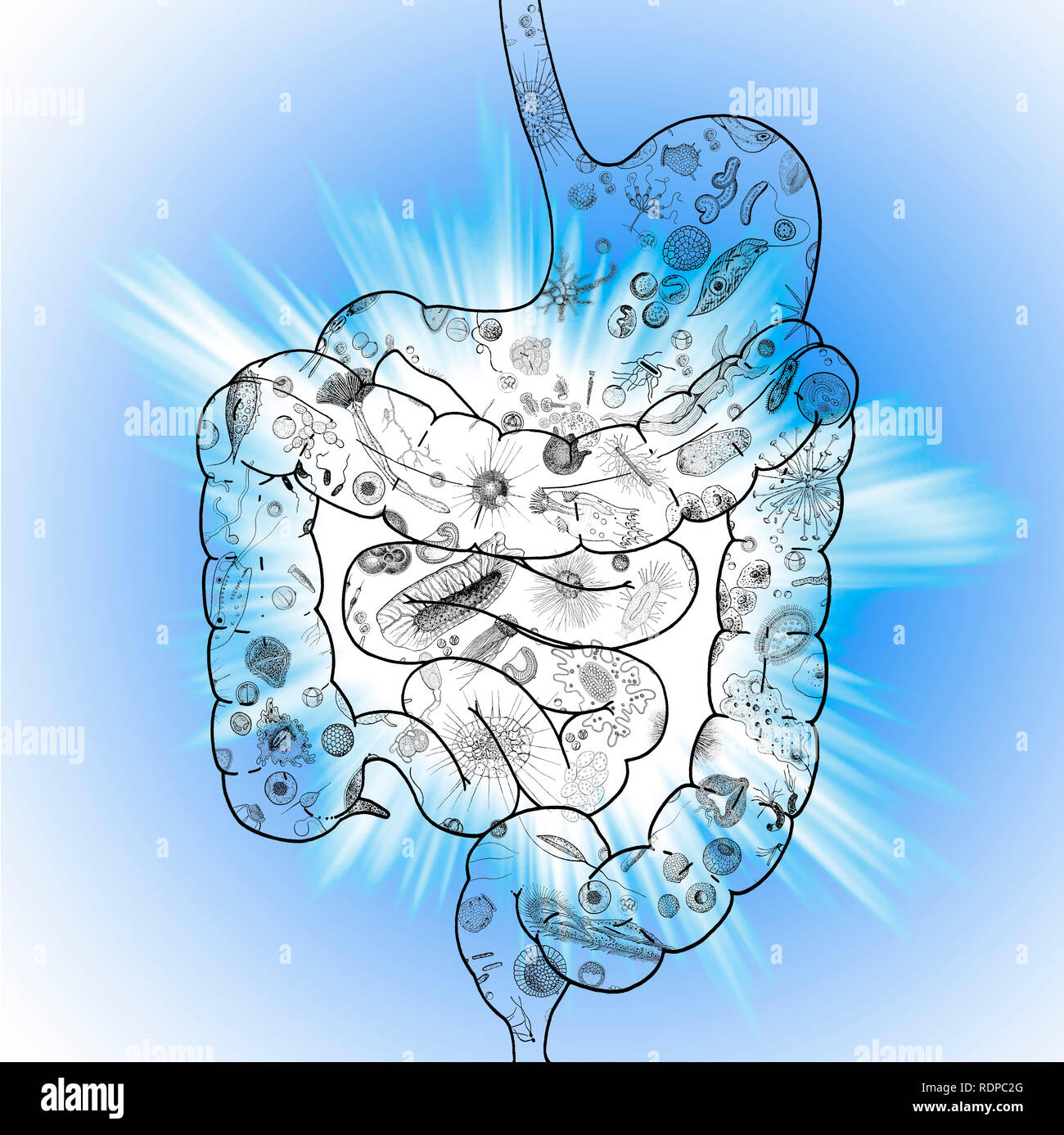 Biomi del tubo digerente umano, illustrazione. Foto Stock
