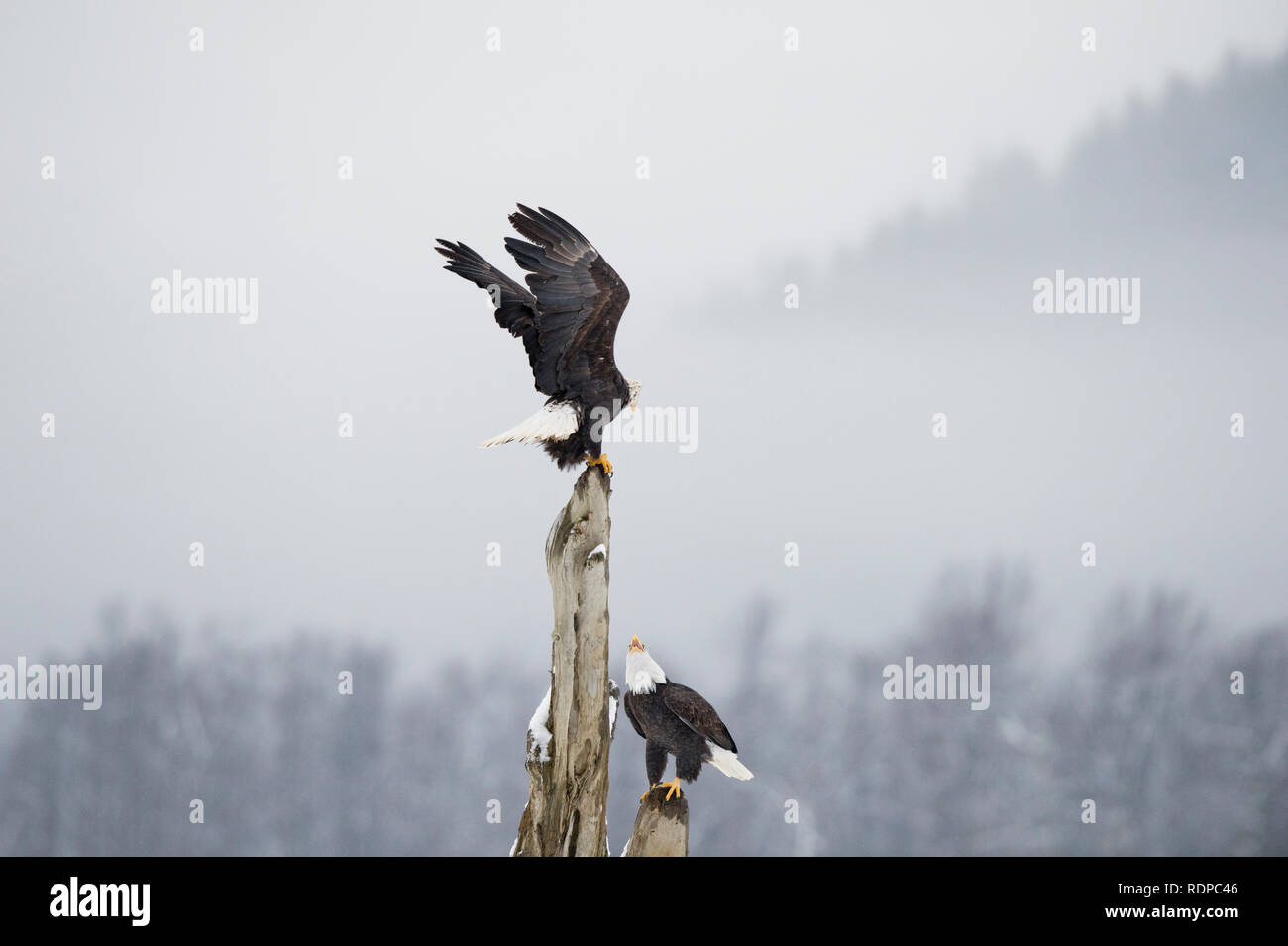 Aquile calve appollaiato su un intoppo in Alaska Chilkat aquila calva preservare vicino Haines Alaska Foto Stock