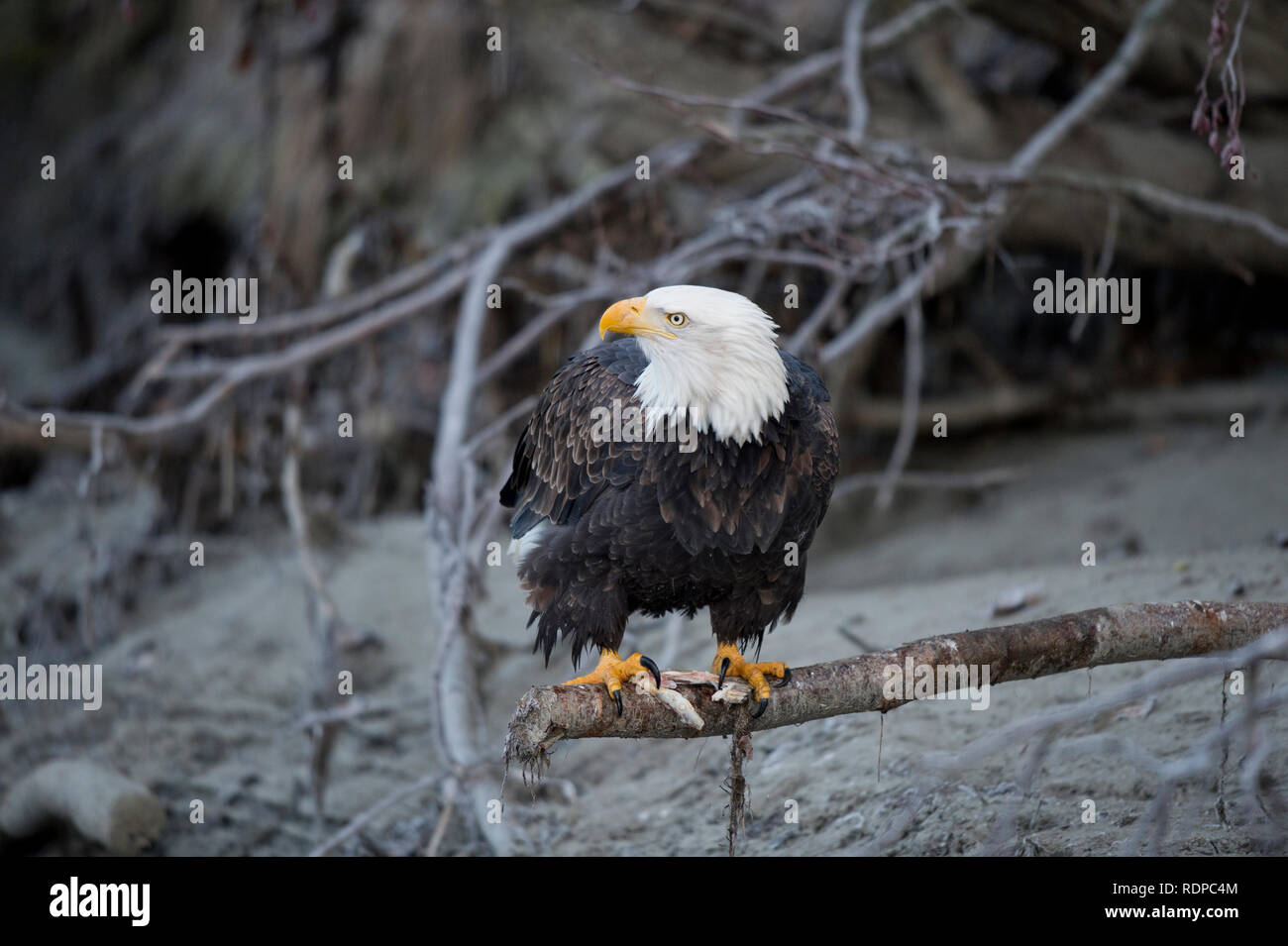 Aquila calva in Alaska Chilkat aquila calva preservare vicino Haines Alaska Foto Stock