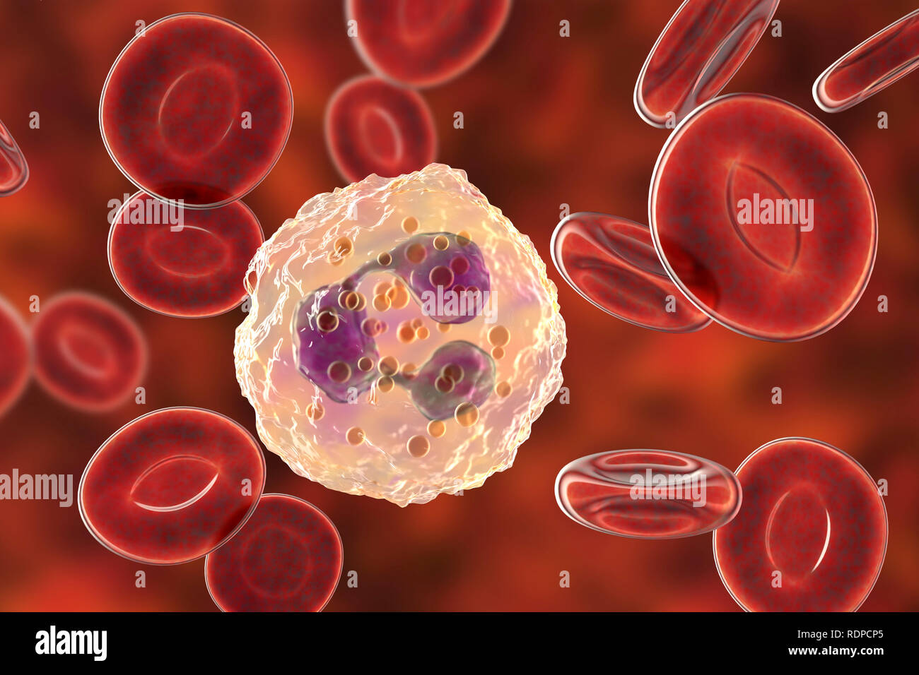 I neutrofili di globuli bianchi e cellule di sangue rosso, illustrazione del computer. I neutrofili sono i più abbondanti di globuli bianchi e sono parte del sistema immunitario del corpo. Foto Stock