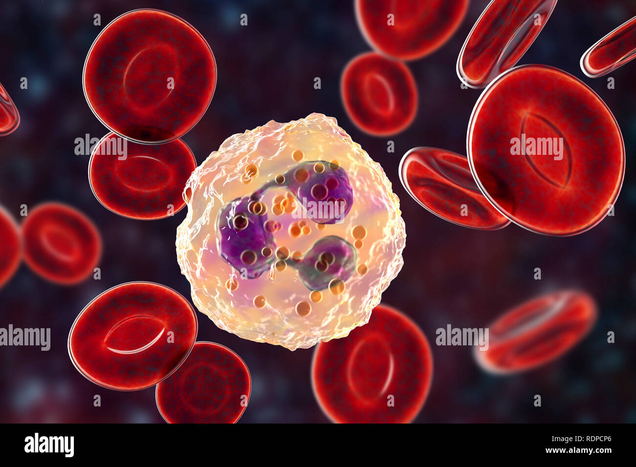 I neutrofili di globuli bianchi e cellule di sangue rosso, illustrazione del computer. I neutrofili sono i più abbondanti di globuli bianchi e sono parte del sistema immunitario del corpo. Foto Stock