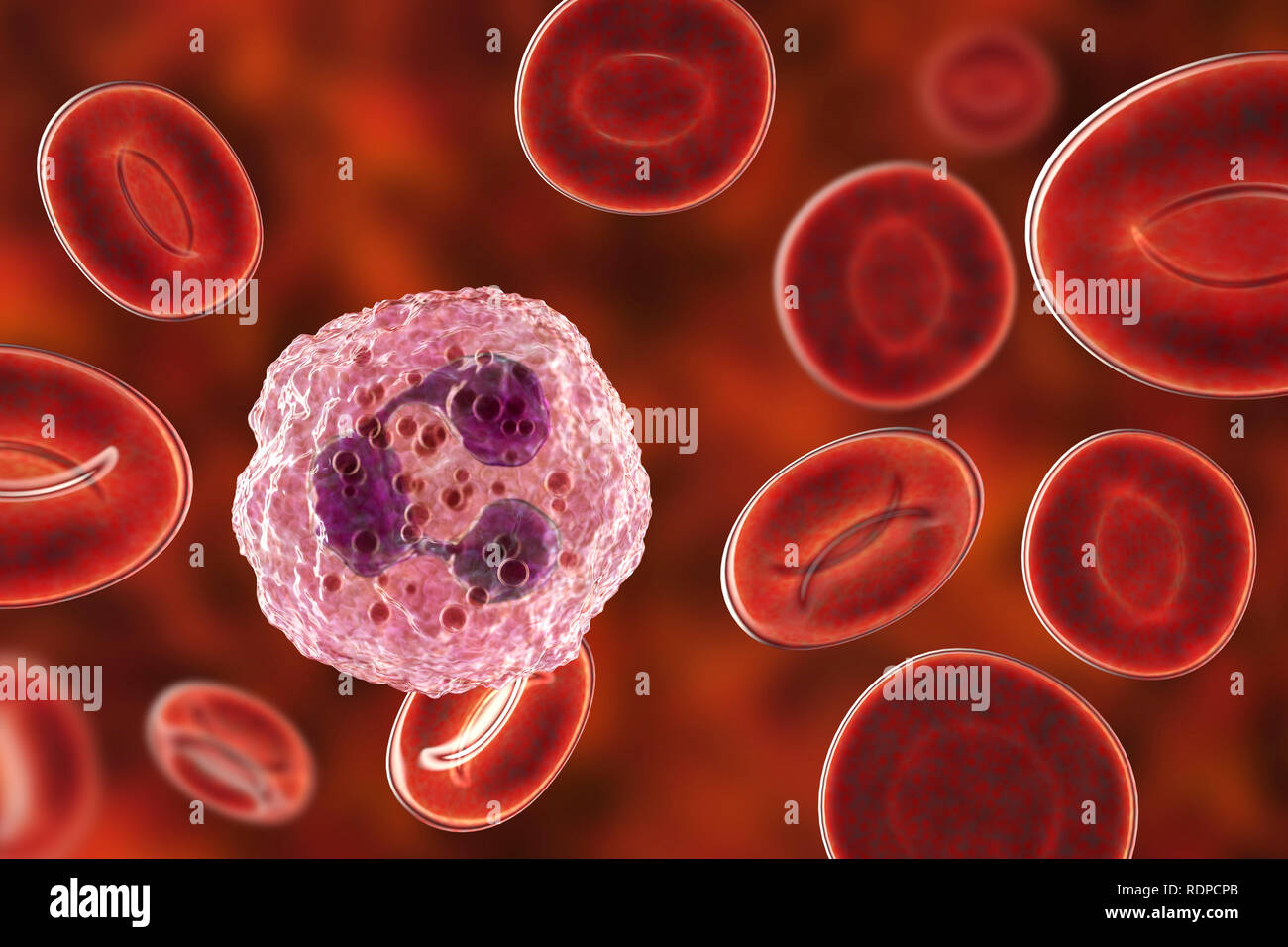 I neutrofili di globuli bianchi e cellule di sangue rosso, illustrazione del computer. I neutrofili sono i più abbondanti di globuli bianchi e sono parte del sistema immunitario del corpo. Foto Stock