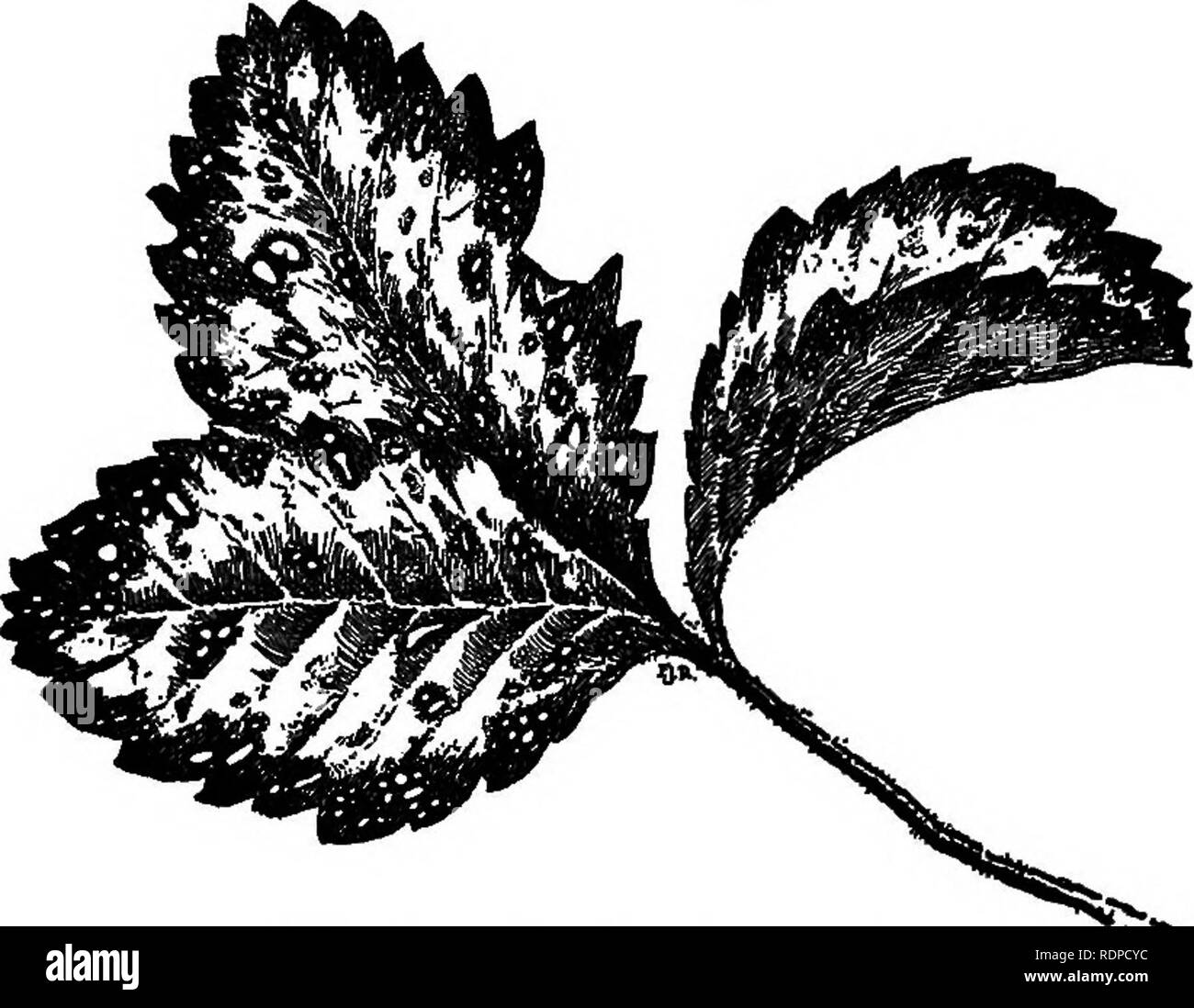 . Fragole e in crescita. Le fragole. Insetti, malattie e Frost 271 piante possono essere spruzzati in qualsiasi momento. Il chief reliance per la libertà da foglia-batterico è la selezione di varietà resistenti. Alcuni tipi, come Warfield, Beder legno, Bubach e Gandy sono molto sensibili; altri, come Brandywine, Michel e Thompson, raramente sono colpiti seriamente. Varietà che sono suscettibili in un luogo non può essere in un altro; molto dipende iainage aria e il drenaggio dei terreni. Set. Fig. 17. - Foglia-spot, o ruggine. Solo le piante sane. La falciatura e bruciare le piante dopo la raccolta contribuisce in qualche misura. Ci sono almeno t Foto Stock