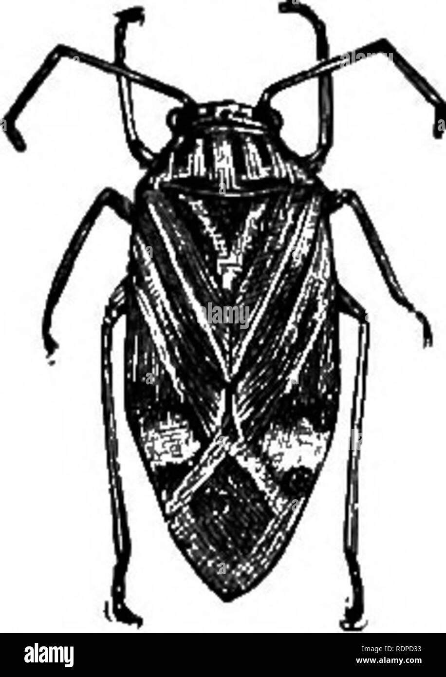 . Dell'enciclopedia delle colture di fattoria, un sondaggio popolare di colture e raccolto-metodi di fabbricazione negli Stati Uniti e in Canada;. La produzione agricola; l'agricoltura. 66. Due esempi di aspirare gli insetti, appartenenti al gruppo Juiown di entomologi come il vero bug. Se la pioggia-canna è anche vagliate con rete metallica, non diventerà l'allevamento-posto di migliaia di zanzare. Casa-vola può portare al cibo umano i germi della febbre tifoide sui loro piedi o bocca- parti, e il solo modo uno può ottenere la malaria è attraverso l'agenzia di taluni tipi di zanzare (Anopheles) che può essere aspirato il malato dal sangue Foto Stock