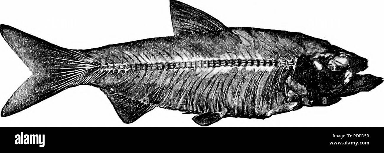 . Pesci. Pesci. 278 Isospondyli tropici e sono in gran parte salate e secche dai cinesi. Tra queste sono Ilisha elongata delle coste cinesi. Moduli correlati si verificano in Messico e Brasile. Il roiuid aringhe, piccole aringhe che non hanno dentellature sul ventre, sono indicate dalla dott.ssa Gill per la famiglia di Dussu- mieriidiF. Questi sono per la maggior parte piccoli pesci tropicali utilizzato come alimento o come esca. Uno di questi, il Kobini-Iwashi del Giappone (Stolephorus japonicus), con un aspetto molto luminoso fascia argento sul lato, ha con- siderable importanza commerciale. Molto piccole aringhe di questo tipo nel West Indies costituiscono th Foto Stock