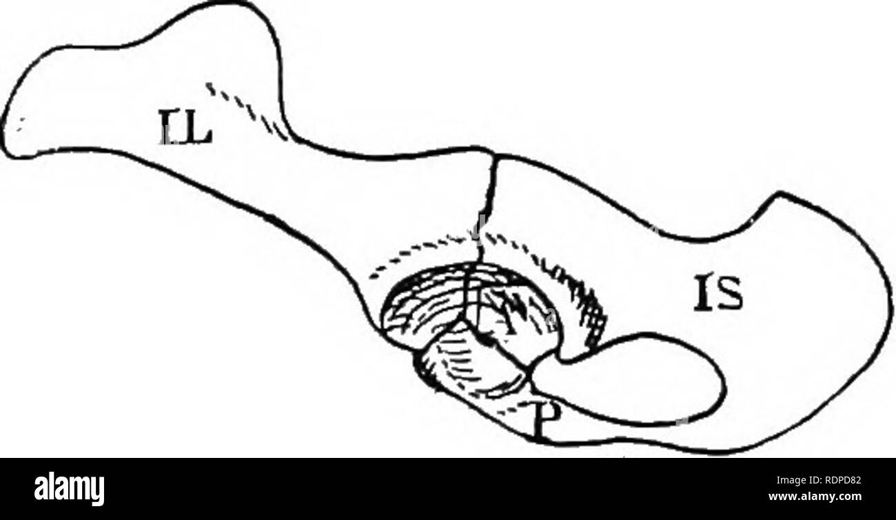 . Il libro di testo di zoologia vertebrati. Vertebrati, Anatomia, comparativo. A B Fig. 347. Bacino (yi) di giovani Ornithorhynchus; {B) oi di vitello, dopo Boas, yi, acetabolo; /Z, osso iliaco; 73', ischio; j?/, marsupiale osso; /", il pube. Tranne in monotremes, viene ridotto ad un elemento di piccole dimensioni - il processo coracoid - fusa con la scapola. La presenza o ab- scene di una clavicola è correlata con le abitudini ; battenti, scavando, e arrampicata mammiferi aventi, mentre è assente nelle balene, ungu- tardive, e molti altri. Nei roditori e carnivori è ridotta e ha solo connessioni ligamentary. Il bacino, a t Foto Stock