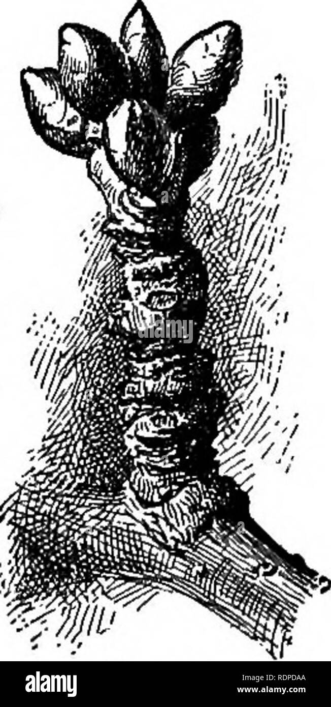 . Dell'enciclopedia delle colture di fattoria, un sondaggio popolare di colture e raccolto-metodi di fabbricazione negli Stati Uniti e in Canada;. La produzione agricola; l'agricoltura. Fig. 10. Uno sperone di Apple, che mostra le foglie e i fiori che è venuto dal terminale frutto-bud.. Fig. 11. Cluster di frutta- boccioli di ciliegio dolce, con una foglia appuntita-bud in centro.. Si prega di notare che queste immagini vengono estratte dalla pagina sottoposta a scansione di immagini che possono essere state migliorate digitalmente per la leggibilità - Colorazione e aspetto di queste illustrazioni potrebbero non perfettamente assomigliano al lavoro originale. Bailey, L. H. (Liberty Hyde), 1858-1954. ed. New York, T Foto Stock