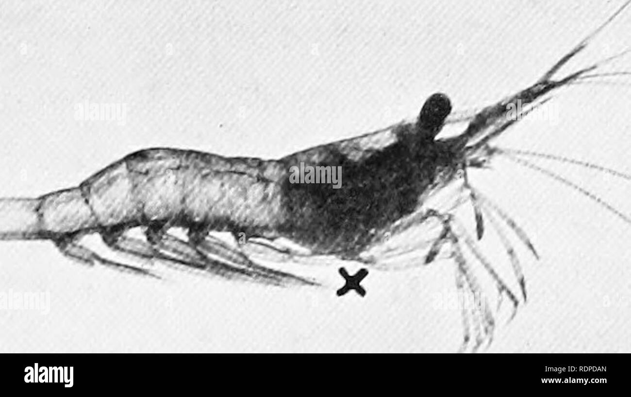 . Meraviglie della vita dei pesci come rivelato dalla telecamera. Pesci; la fotografia di pesci. -**=***". Si prega di notare che queste immagini vengono estratte dalla pagina sottoposta a scansione di immagini che possono essere state migliorate digitalmente per la leggibilità - Colorazione e aspetto di queste illustrazioni potrebbero non perfettamente assomigliano al lavoro originale. Ward, Francesco. Londra, New York, Cassell Foto Stock