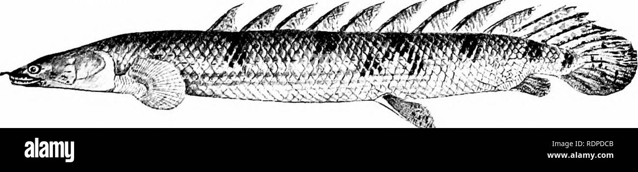 . Pesci. Pesci. FiG. 167,-Polypterus congicus, un pesce Crossopterygian dal fiume Congo. Giovani, con esterno branchie. (A£ter Boulenger.) concavi come nei normali pesci. Ciascuna delle peculiari spine dorsale è in modo primitivo di una singola colonna vertebrale, non un finlet di diversi pezzi, come alcuni hanno suggerito. Il smaltato, romboidale scale sono in mobile vortici oblique, ciascuna scala interbloccata con i suoi vicini. La spalla-corpino, sospeso dal cranio da post- temporale e supraclavicle, è ricoperto da piastre ossee. Per le piccole e hypercoracoid hypocoracoid la pinna pettorale è at- tached. Il suo osso basale Foto Stock