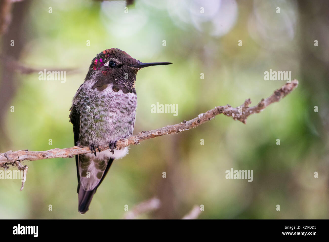 Maschio di Anna Hummingbird seduto su un ramo, San Francisco Bay Area, California Foto Stock