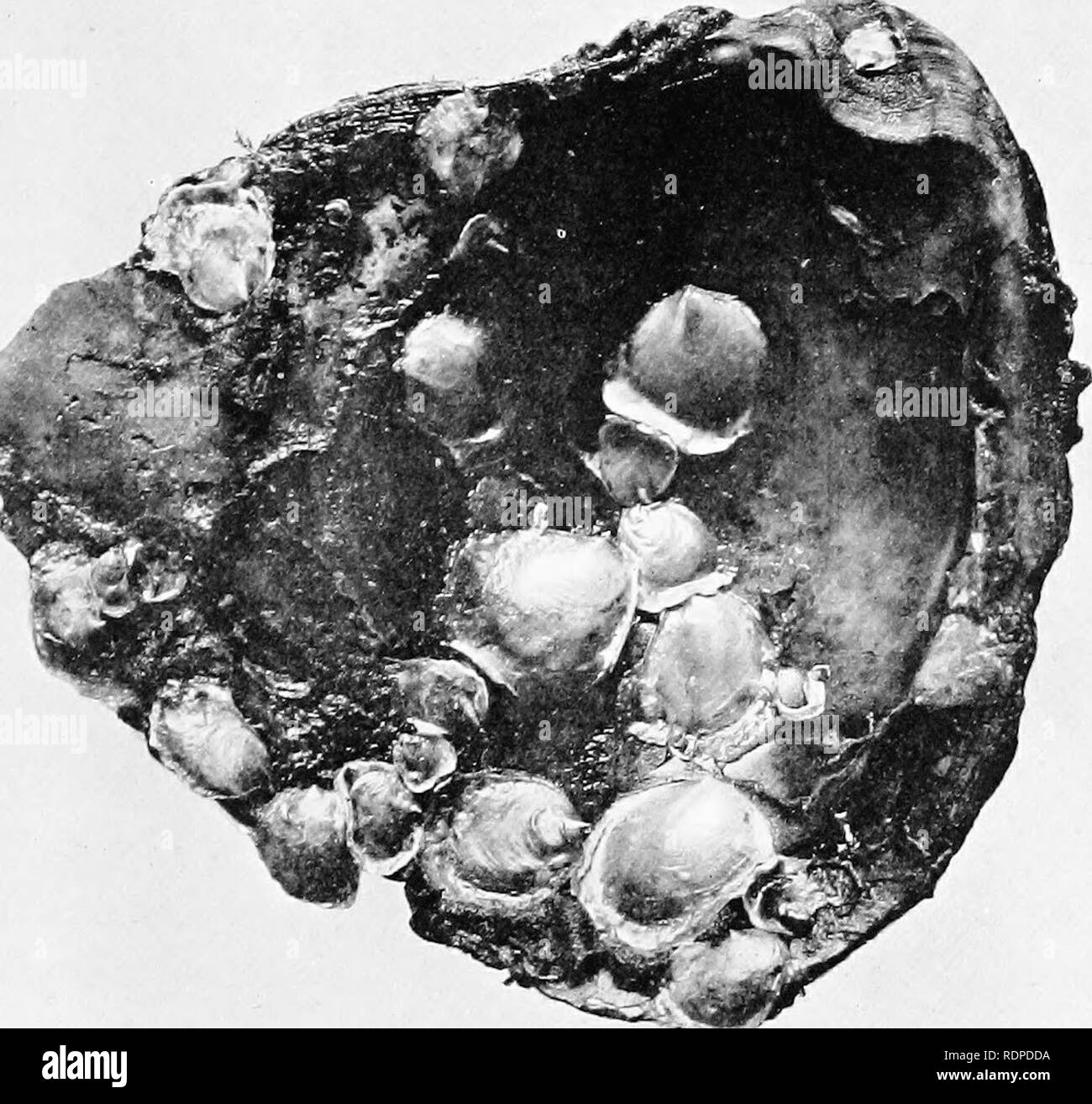 . Meraviglie della vita dei pesci come rivelato dalla telecamera. Pesci; la fotografia di pesci. Battibecco SHELL. Si prega di notare che queste immagini vengono estratte dalla pagina sottoposta a scansione di immagini che possono essere state migliorate digitalmente per la leggibilità - Colorazione e aspetto di queste illustrazioni potrebbero non perfettamente assomigliano al lavoro originale. Ward, Francesco. Londra, New York, Cassell Foto Stock