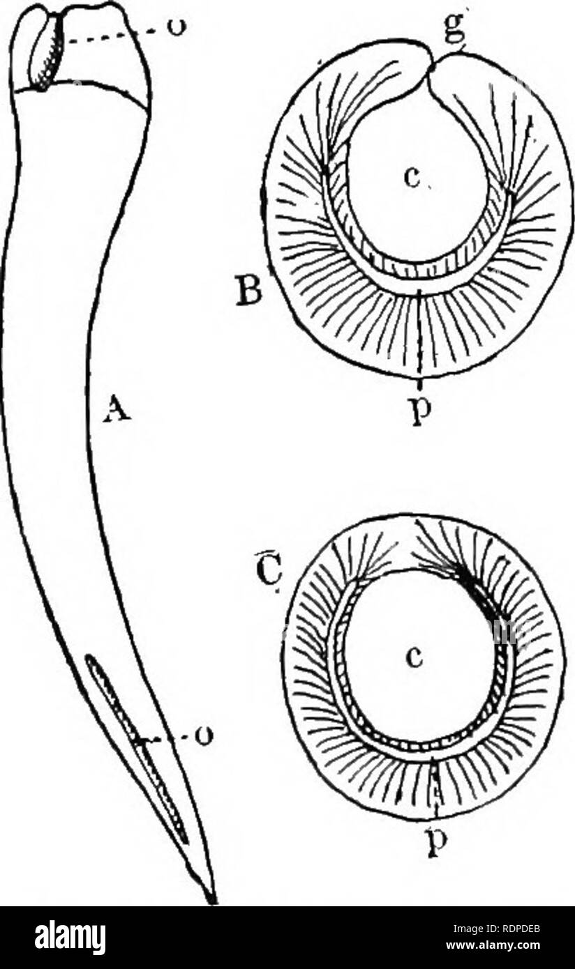 . Il libro di testo di zoologia vertebrati. Vertebrati, Anatomia, comparativo. Rettili. 325 scanalata o canalizzato, o solo di ostacolare i denti scanalati; non velenose. Il PeropODA, con rudimentali ostacolare gli arti, include i pitoni.^ serpente giganti dell Africa e la boa e Eunectes (l'anaconda), ugualmente grandi forme, dal Sud America. Il AGLYPHODONTA assomigliano al Peropoda in assenza di denti scanalati, ma differiscono in assenza degli arti. Le specie sono numerose ; la nostra specie appartengono prevalentemente alla Colubrid^, in cui la testa è distinta dal tronco; i denti sono numerosi su max- illaries e palat Foto Stock