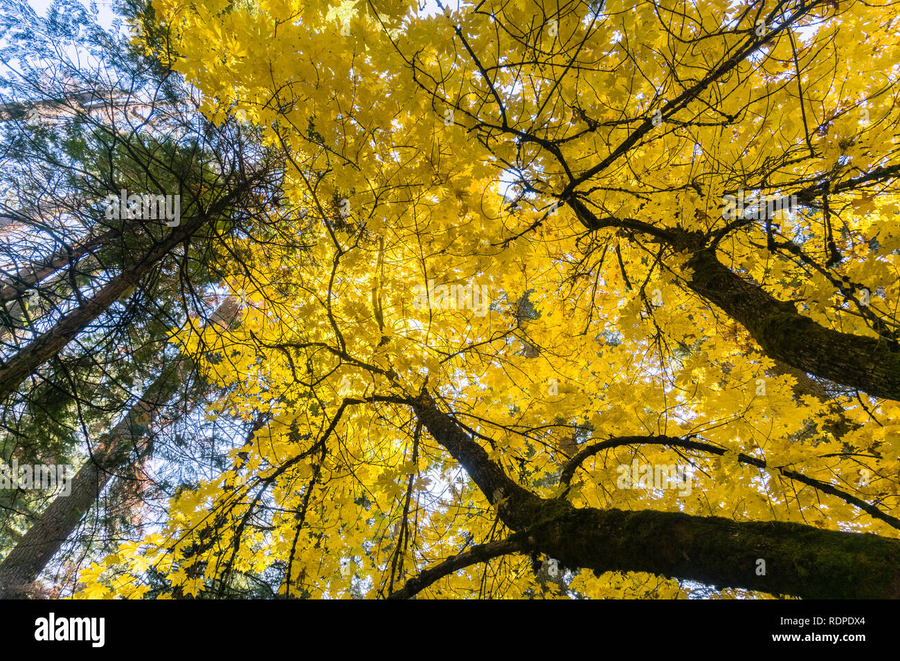 Golden grandi foglie di acero (Acer macrophyllum) Fogliame, Parco Nazionale di Yosemite in California Foto Stock