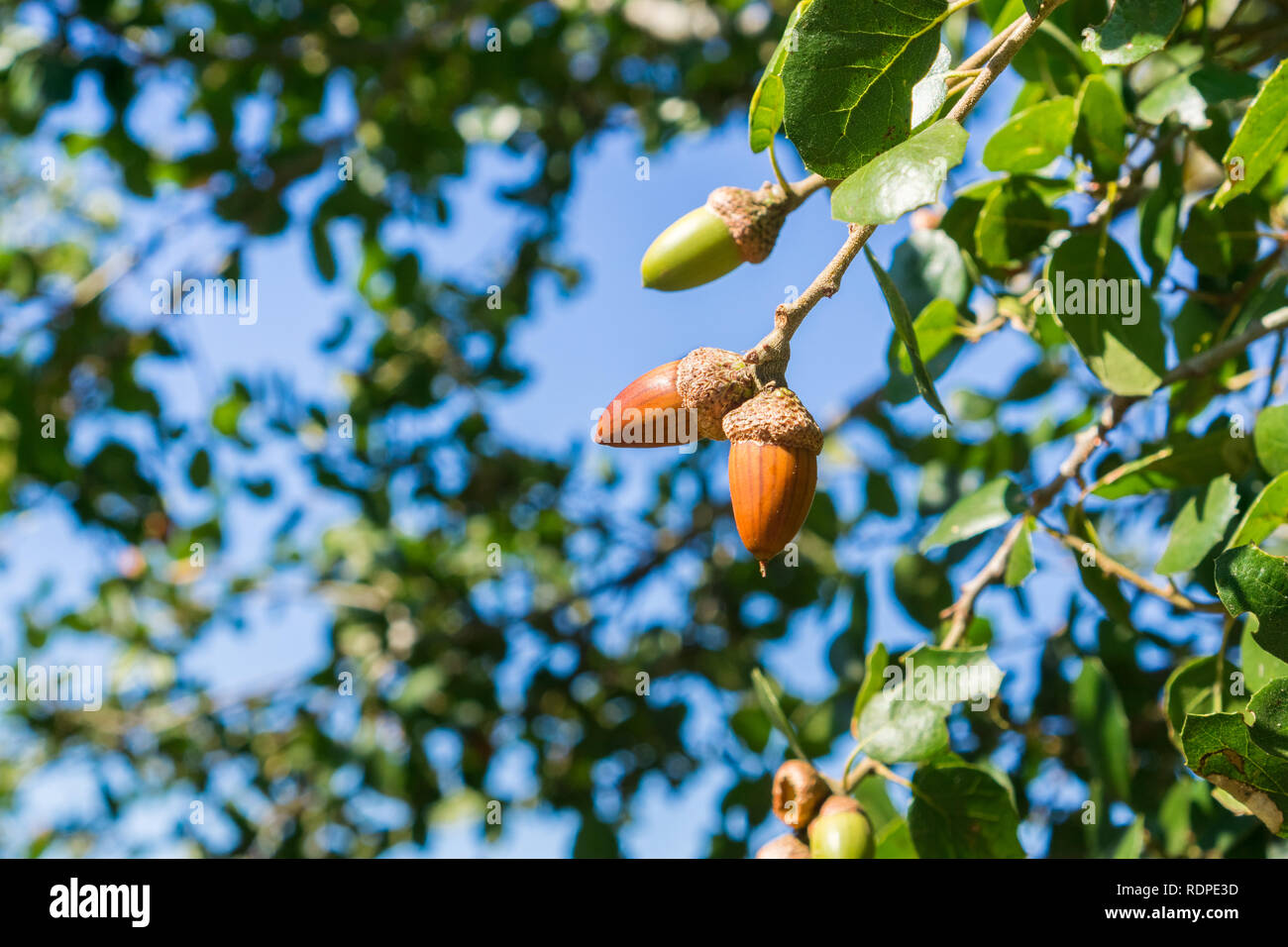 Albero di quercia rami e acorn dadi su un cielo blu come sfondo bella stagione autunno sfondo, California Foto Stock