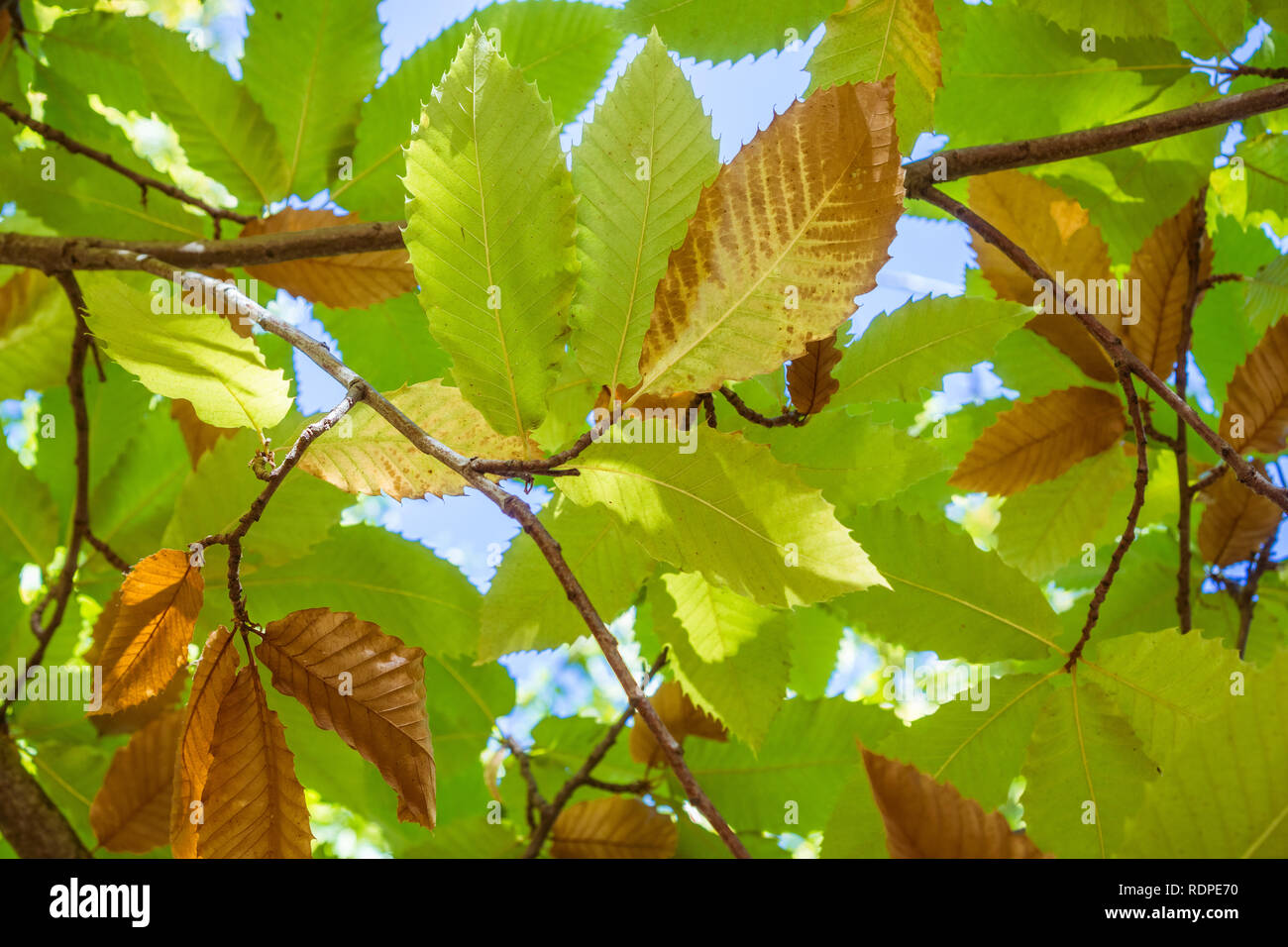 Guardando ai rami e foglie di un albero di castagno su una soleggiata  giornata autunnale Foto stock - Alamy