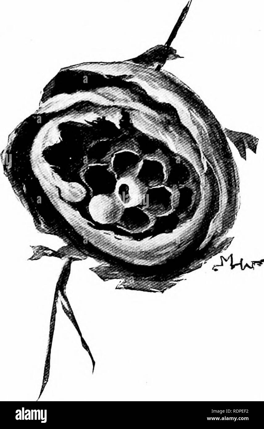 . Primo insegnamento di zoologia. Zoologia. Il miele-BEE ^ND ALTRI ANIMALI SOCIALI 317 membri della Comunità ad eccezione di un paio di femmine fecondate morire in autunno, il superstite queens fondare nuove colonie in primavera. La regina poi costruisce un minia- ture "vespaio " (fig. 249), stabilisce un uovo in ciascuna cella, e memorizza le celle con masticato di insetti. La prima nidiata è composta da lavoratori che ingrandire il nido, ottenere più cibo e alleviare la regina di tutta la manodopera ad eccezione di quello della deposizione delle uova. Più covata di lavoratori seguire fino a quando i. Si prega di notare che queste immagini vengono estratte dalla pagina sottoposta a scansione Foto Stock